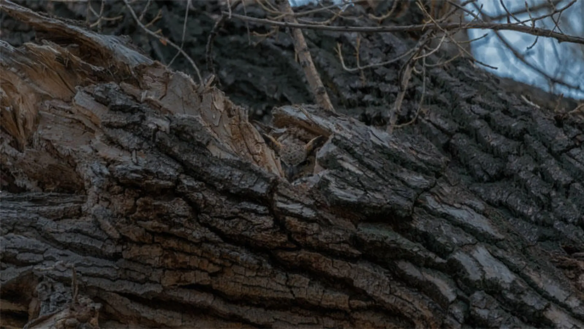 Eule im Baum