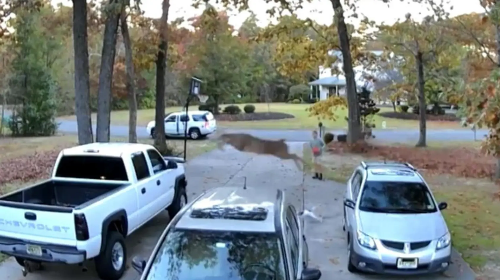 Reh springt über mehrere Autos!