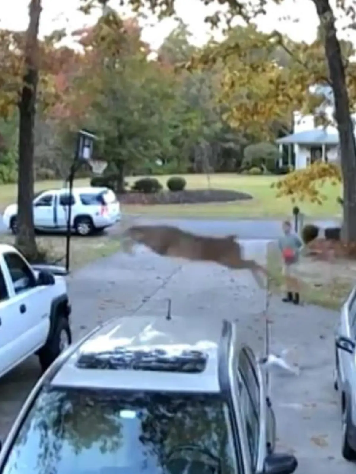 Lustiger Moment bei einer Autobesichtigung in New Jersey - plötzlich taucht aus dem Nichts ein Reh auf, springt über zwei Fahrzeuge und landet mitten auf der Ladefläche eines Pick-Ups, der zum Verkauf steht.