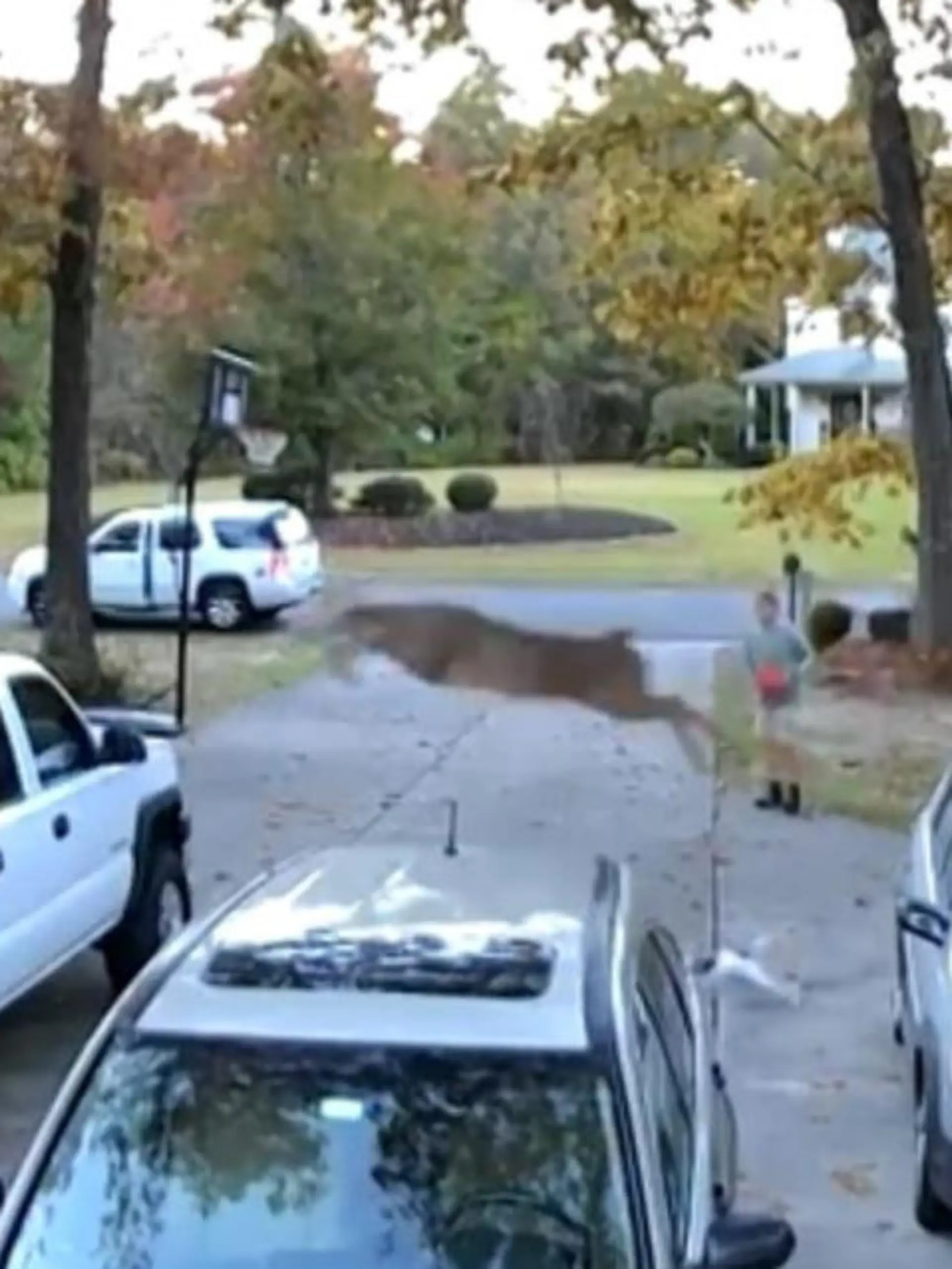 Lustiger Moment bei einer Autobesichtigung in New Jersey - plötzlich taucht aus dem Nichts ein Reh auf, springt über zwei Fahrzeuge und landet mitten auf der Ladefläche eines Pick-Ups, der zum Verkauf steht.