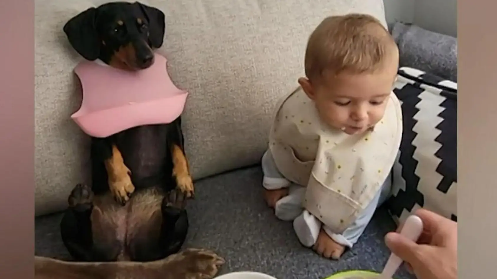 Baby und Hunde essen gemeinsam