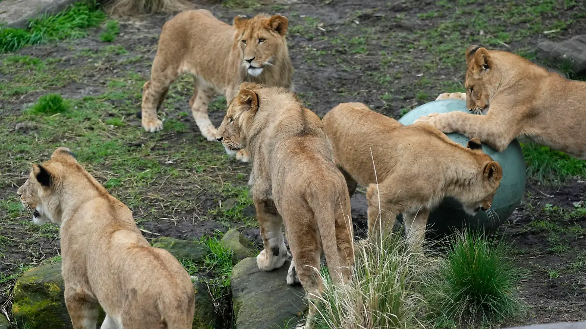 Five African lion cubs play with a large ball in celebration of their first birthday at Taronga Zoo in Sydney on Friday, Aug. 12, 2022. Five lion cubs, two males and three females, were born a year ago, the first for 18 years at the zoo. (AP Photo/Rick Rycroft)