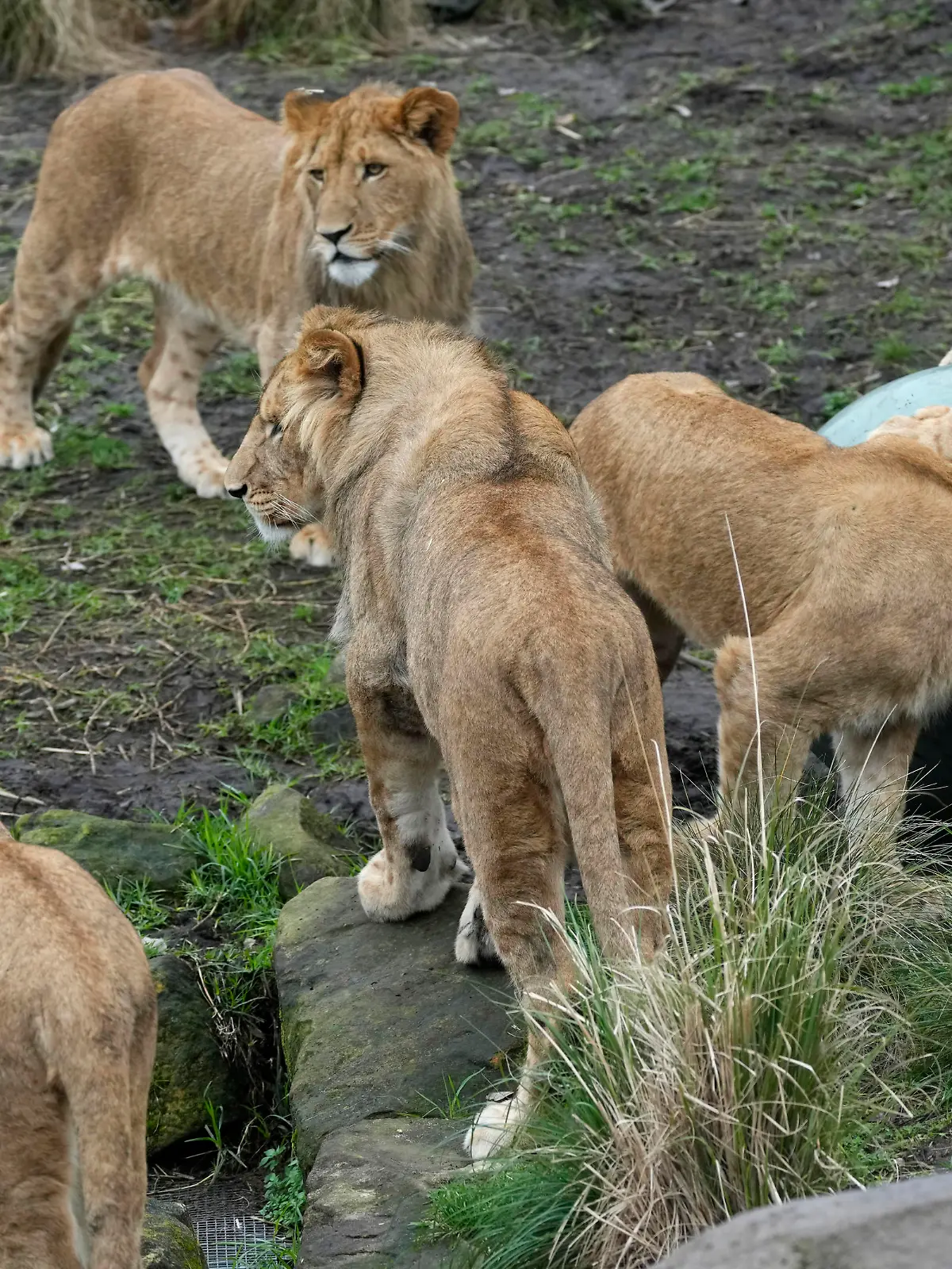 Five African lion cubs play with a large ball in celebration of their first birthday at Taronga Zoo in Sydney on Friday, Aug. 12, 2022. Five lion cubs, two males and three females, were born a year ago, the first for 18 years at the zoo. (AP Photo/Rick Rycroft)