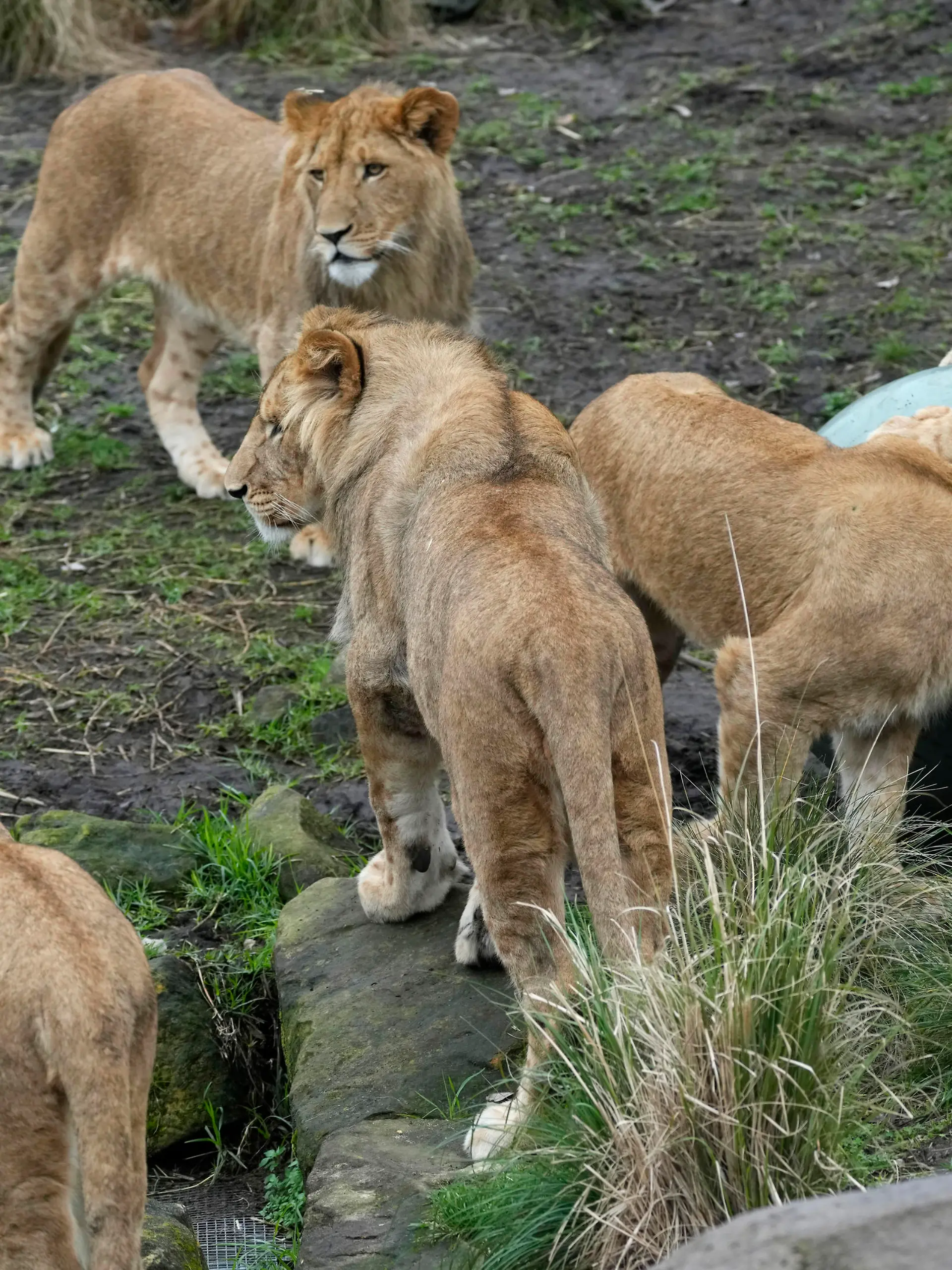 Five African lion cubs play with a large ball in celebration of their first birthday at Taronga Zoo in Sydney on Friday, Aug. 12, 2022. Five lion cubs, two males and three females, were born a year ago, the first for 18 years at the zoo. (AP Photo/Rick Rycroft)