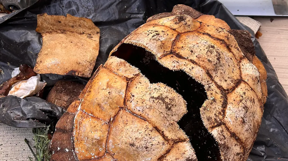 HANDOUT - 04.11.2023, Hamburg: Der Panzer einer toten Spornschildkröte ist im Stadtteil Schnelsen gefunden und durch Polizeikräfte sichergestellt worden. An dem Panzer seien Spuren gesichert worden und der Kadaver im Anschluss entsorgt worden, teilte die Polizei mit. Die Fachdienststelle für Tierschutzdelikte führe nun die Ermittlungen. (zu dpa "Erneut tote Schildkröte gefunden - dritter Fund in wenigen Wochen") Foto: Stefan Klippstein/dpa - ACHTUNG: Nur zur redaktionellen Verwendung im Zusammenhang mit der aktuellen Berichterstattung und nur mit vollständiger Nennung des vorstehenden Credits +++ dpa-Bildfunk +++