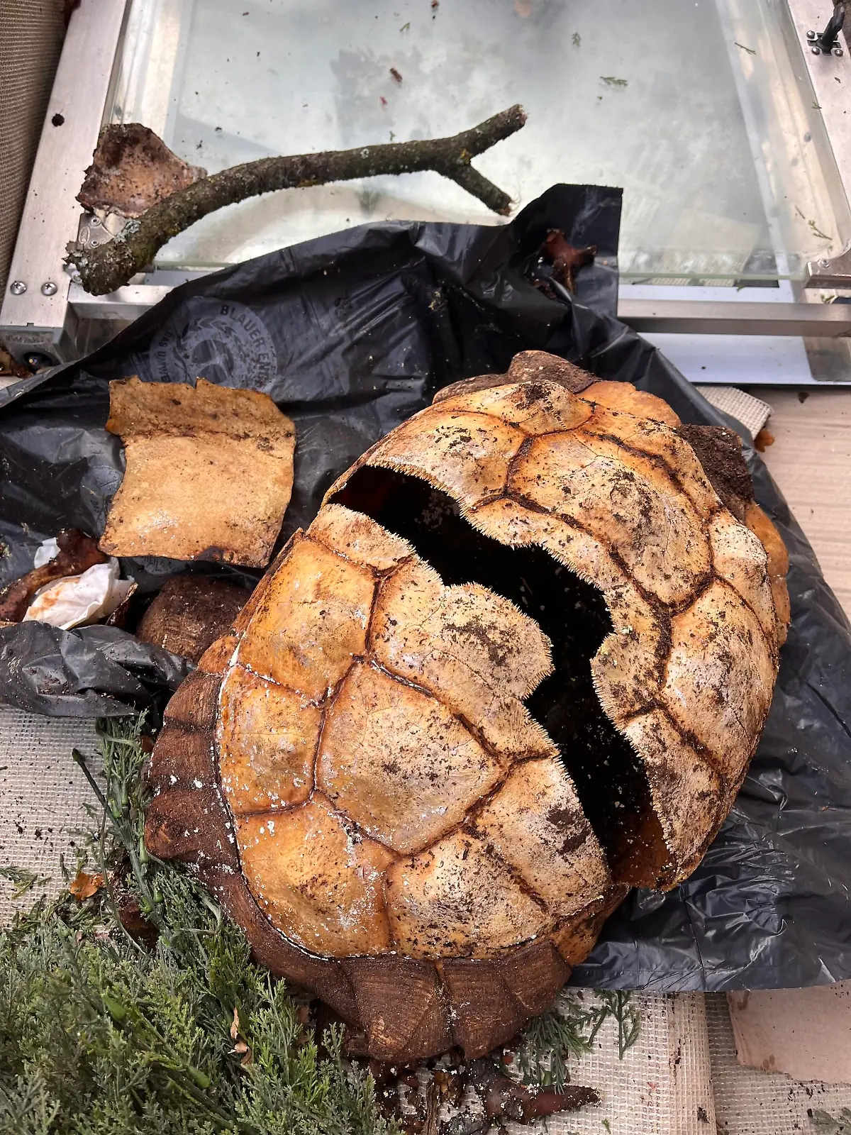 HANDOUT - 04.11.2023, Hamburg: Der Panzer einer toten Spornschildkröte ist im Stadtteil Schnelsen gefunden und durch Polizeikräfte sichergestellt worden. An dem Panzer seien Spuren gesichert worden und der Kadaver im Anschluss entsorgt worden, teilte die Polizei mit. Die Fachdienststelle für Tierschutzdelikte führe nun die Ermittlungen. (zu dpa "Erneut tote Schildkröte gefunden - dritter Fund in wenigen Wochen") Foto: Stefan Klippstein/dpa - ACHTUNG: Nur zur redaktionellen Verwendung im Zusammenhang mit der aktuellen Berichterstattung und nur mit vollständiger Nennung des vorstehenden Credits +++ dpa-Bildfunk +++