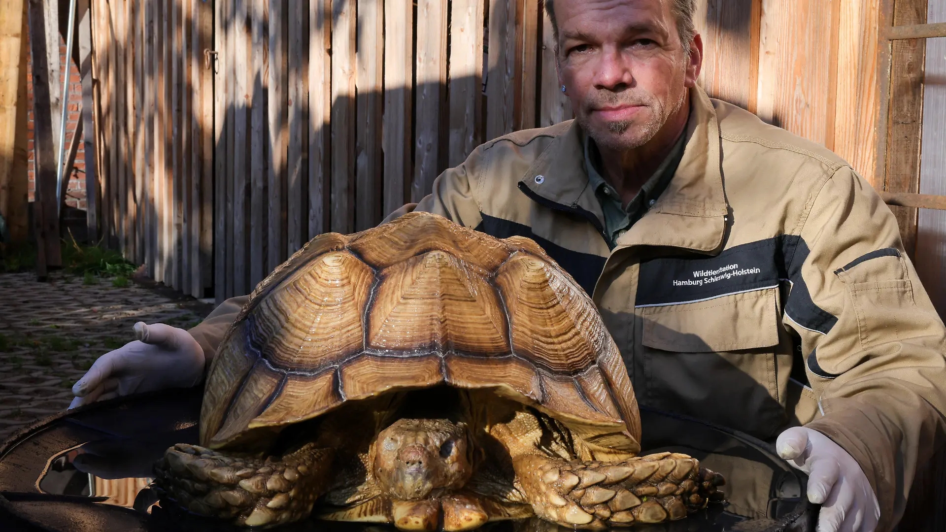 ARCHIV - 23.10.2023, Schleswig-Holstein, Elmshorn: Christian Erdmann, Leiter des Wildtier- und Artenschutzzentrum bei Elmshorn, kniet neben einer toten Riesenschildkröte. Eine Spaziergängerin hatte in einem Gebüsch in Ellerbek bei Hamburg die tote Spornschildkröte, sie gehört zur drittgrößten Schildkrötenart der Welt, entdeckt. Nun wurde in der Nähe des ersten Fundortes erneut eine tote Schildkröte gefunden. Foto: Christian Charisius/dpa +++ dpa-Bildfunk +++