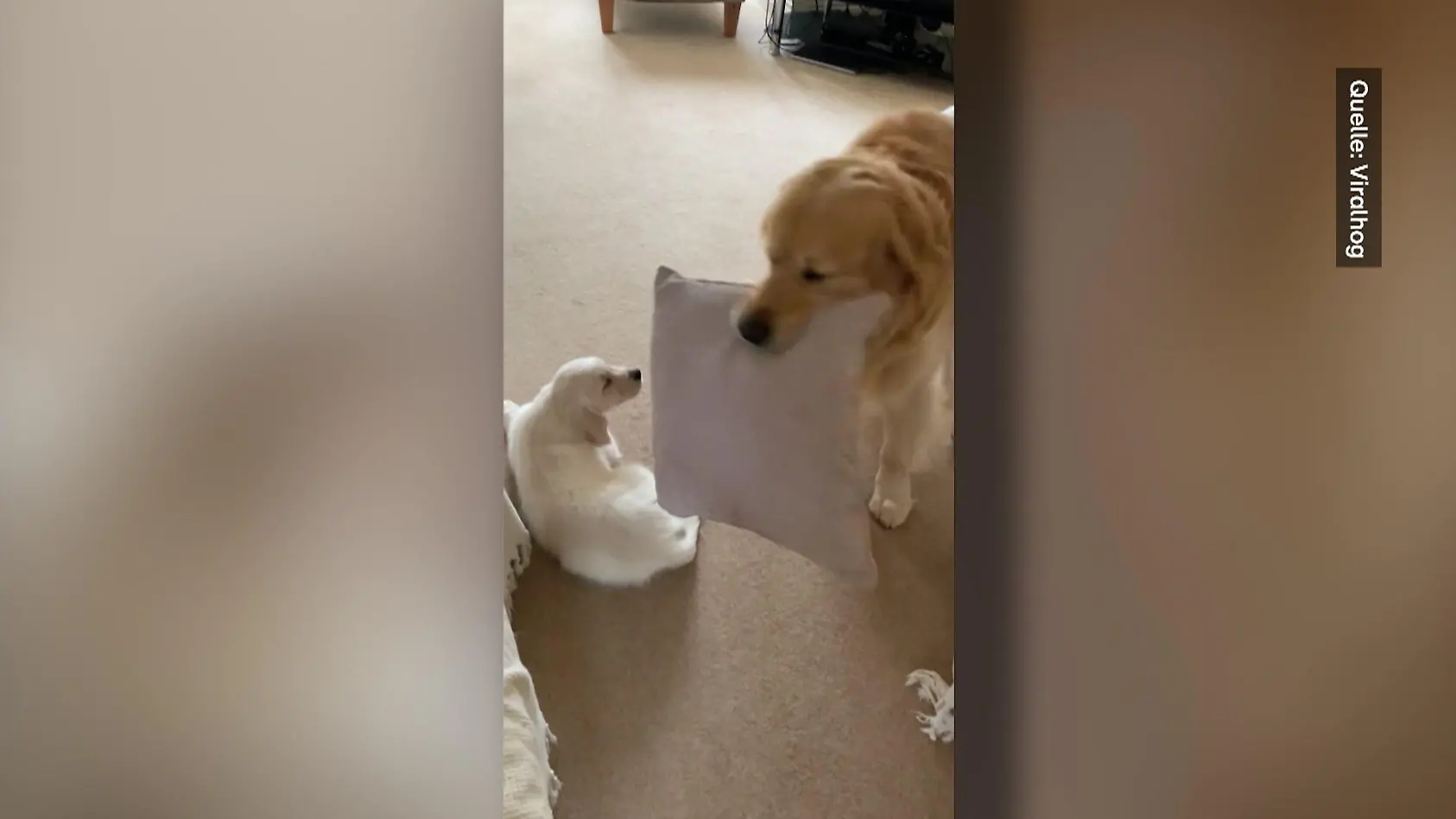 Golden Retriever flippt völlig aus