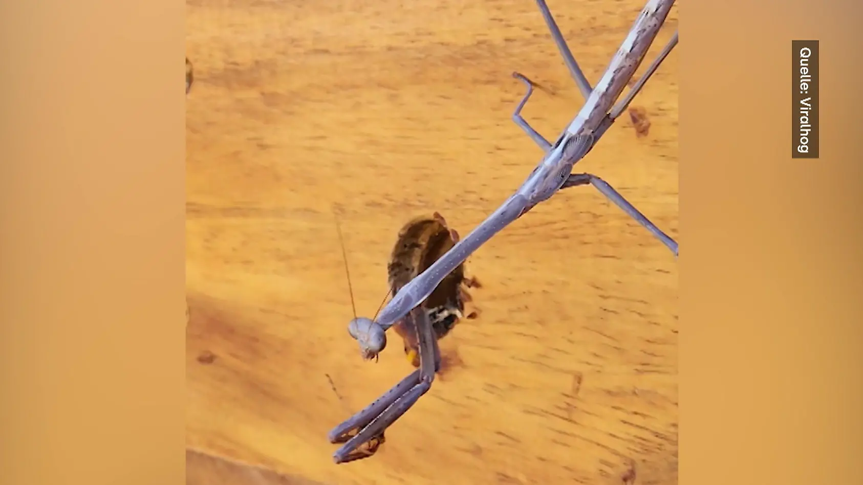 Gottesanbeterin stürzt sich auf Fliege