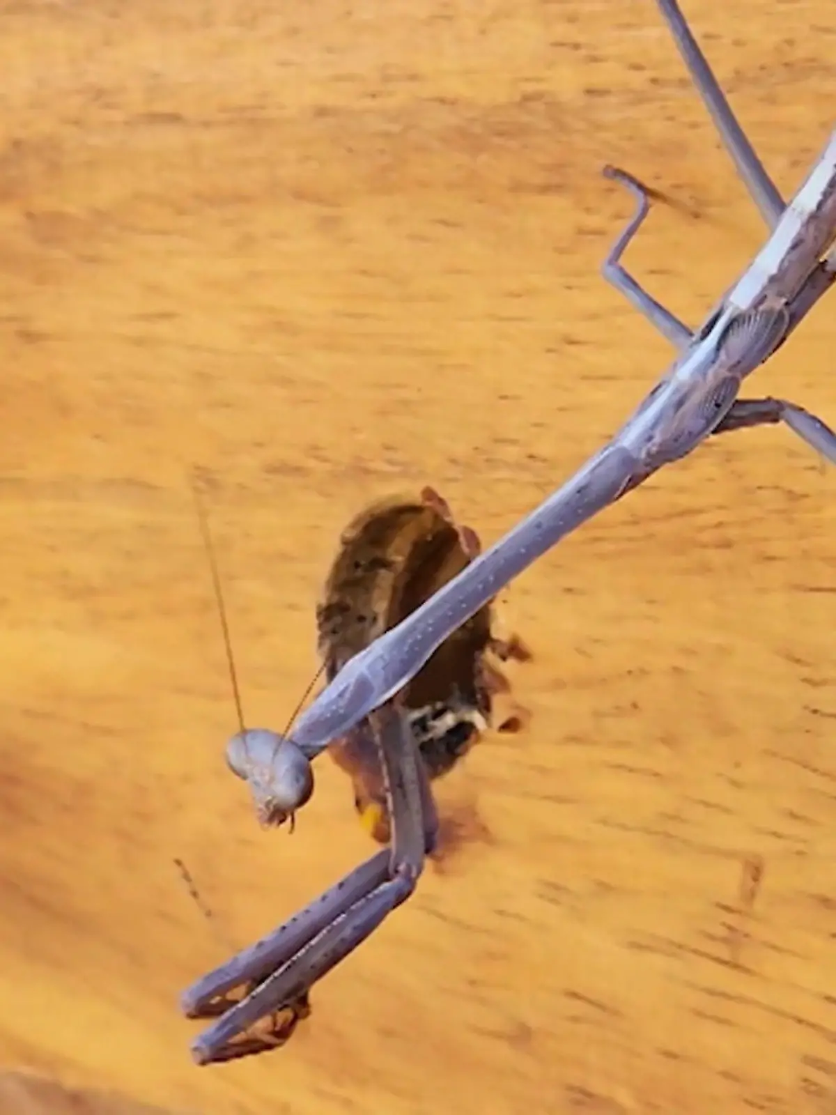 Geschickte Gottesanbeterin macht fette Beute!

Die Fangschrecke ist dafür bekannt, sehr gerne andere Insekten zu verspeisen. Besonders „lieb“ sind ihr Käfer oder Schmetterlinge. Doch dieses Exemplar hier hat etwas ganz anderes im Sinn – und schnappt zu. Das „Picknick“ der anderen Art sehen Sie im Video. (mel)