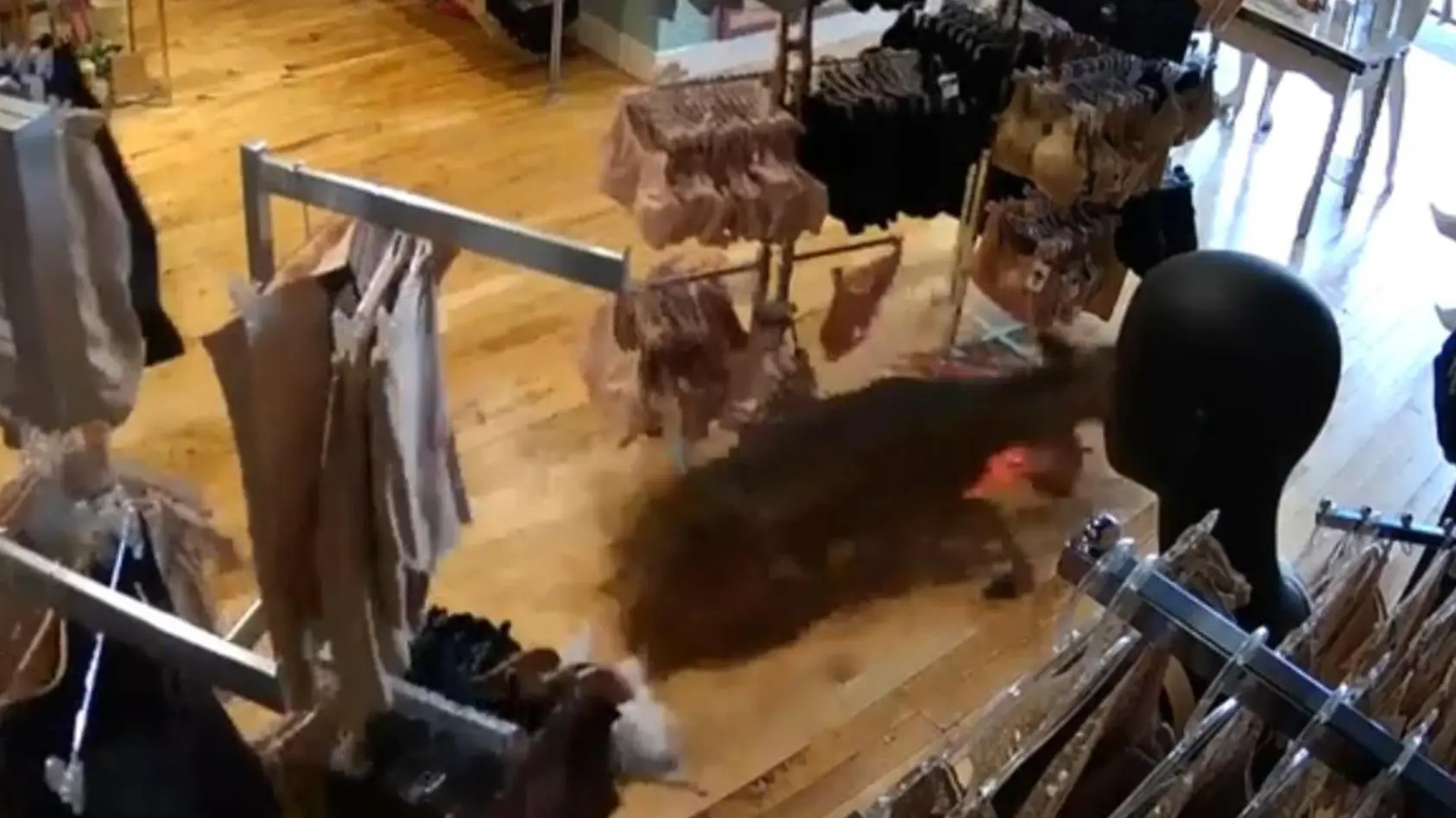 Wildtier stürmt Dessous-Geschäft