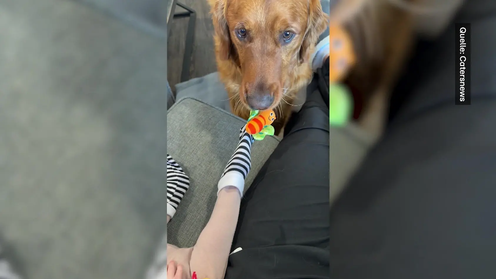 Retriever mopst Baby ständig Socken