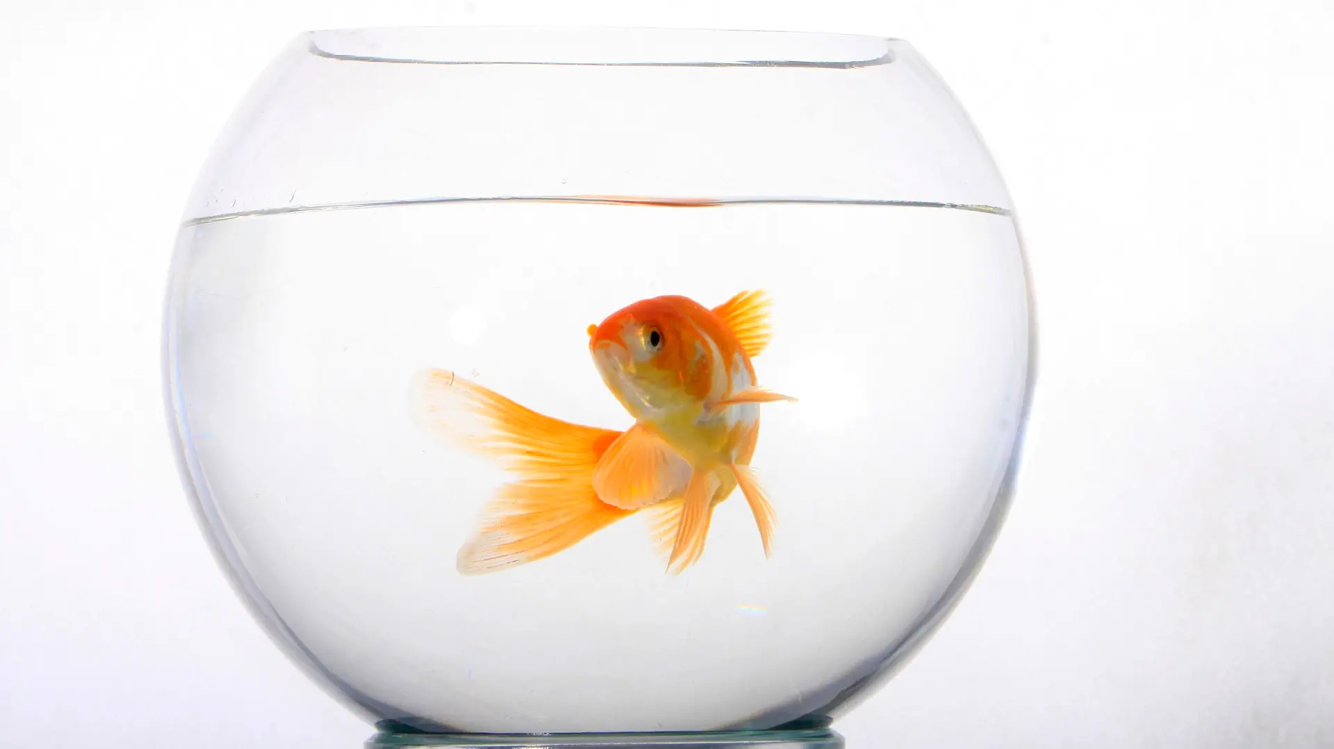 Goldfisch in Glas, Goldfischglas, freistellbar
