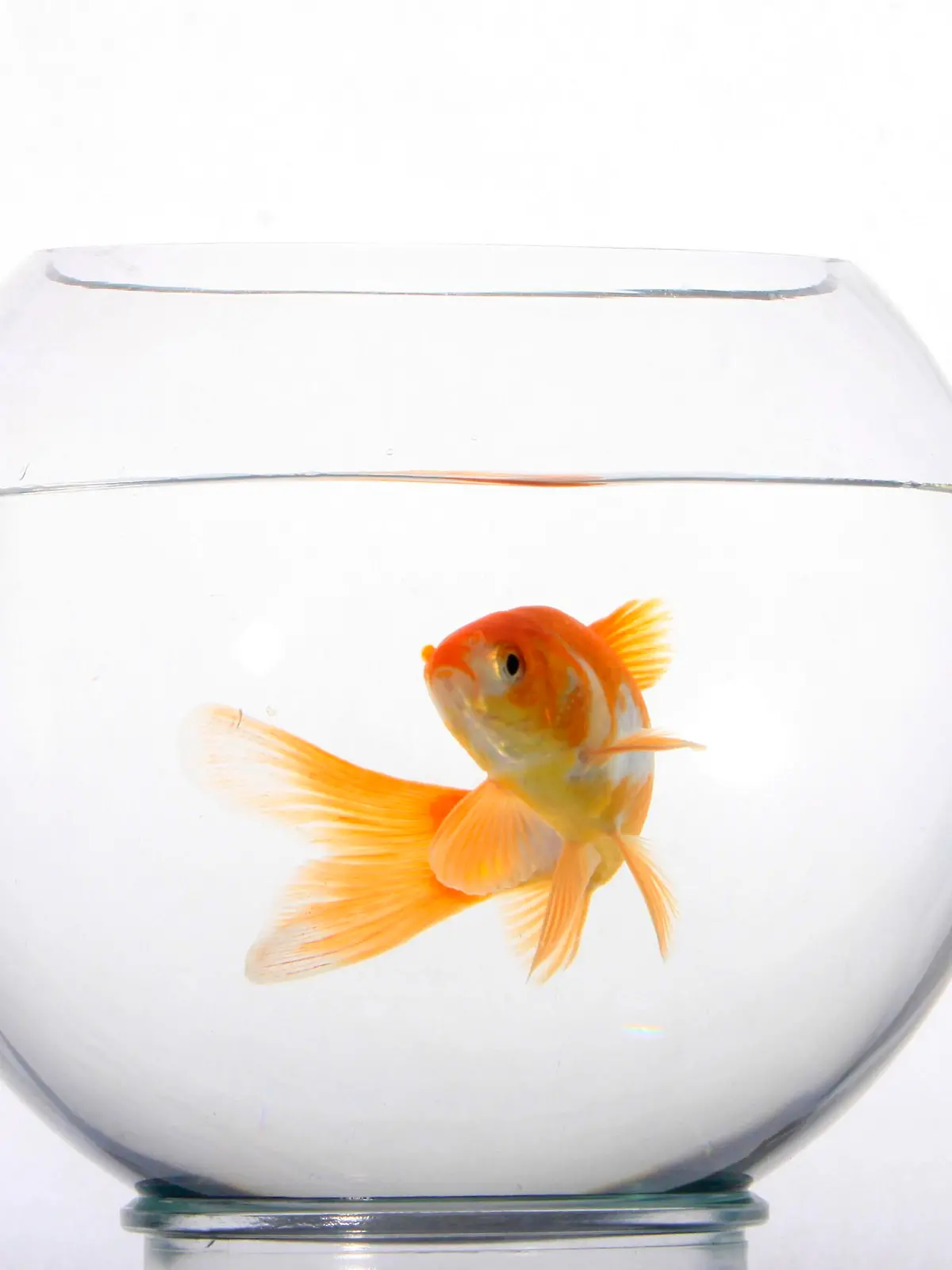 Goldfisch in Glas, Goldfischglas, freistellbar