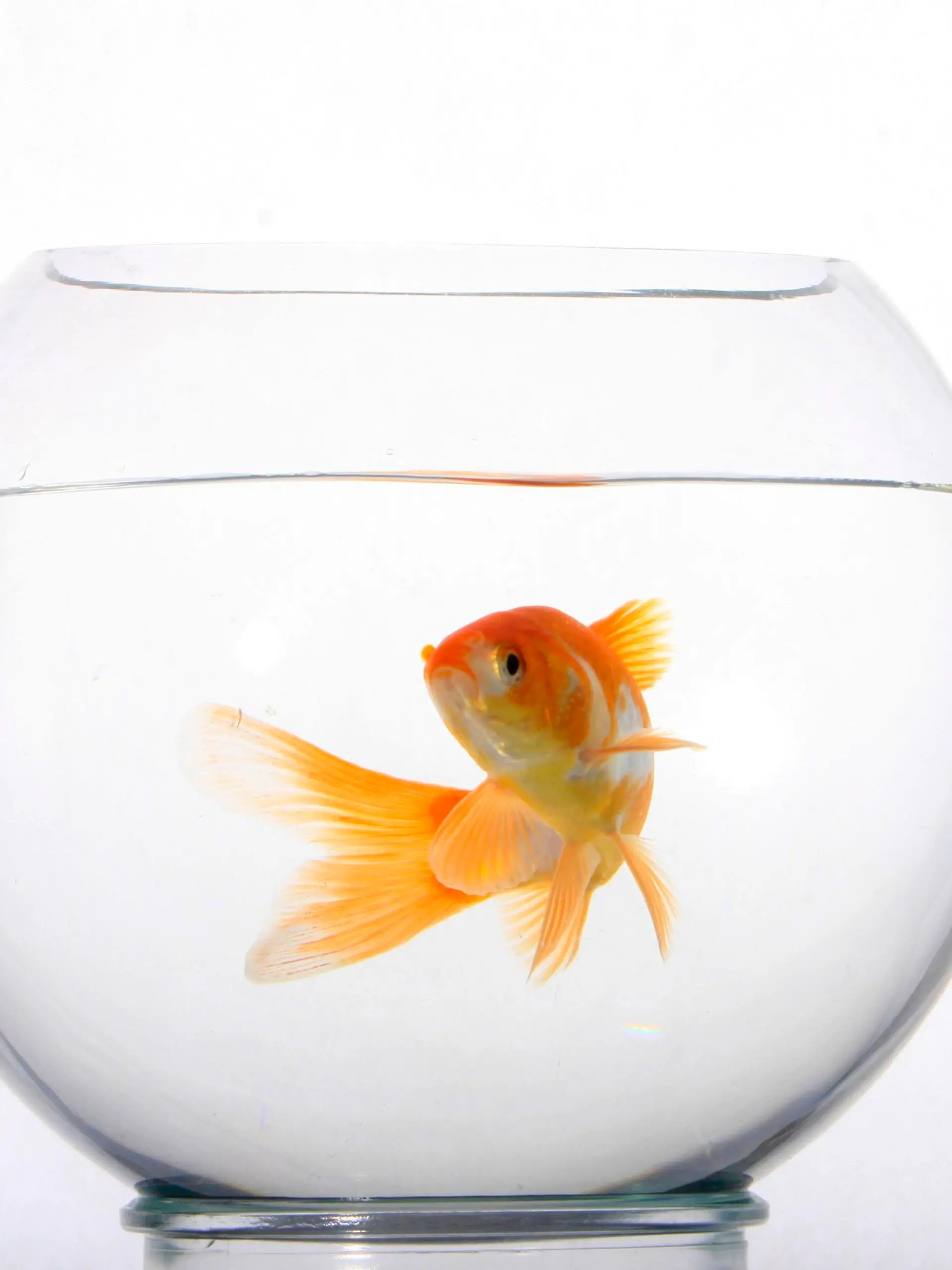 Goldfisch in Glas, Goldfischglas, freistellbar