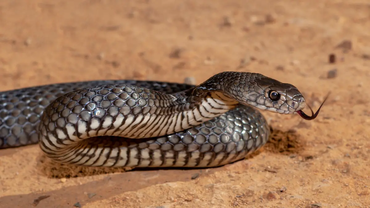 Eastern Brown Snake in striking position