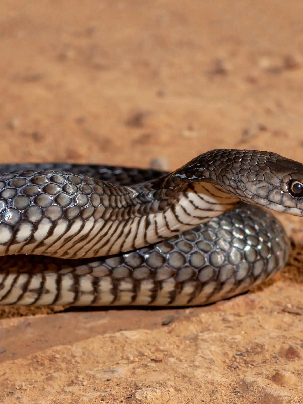 Eastern Brown Snake in striking position