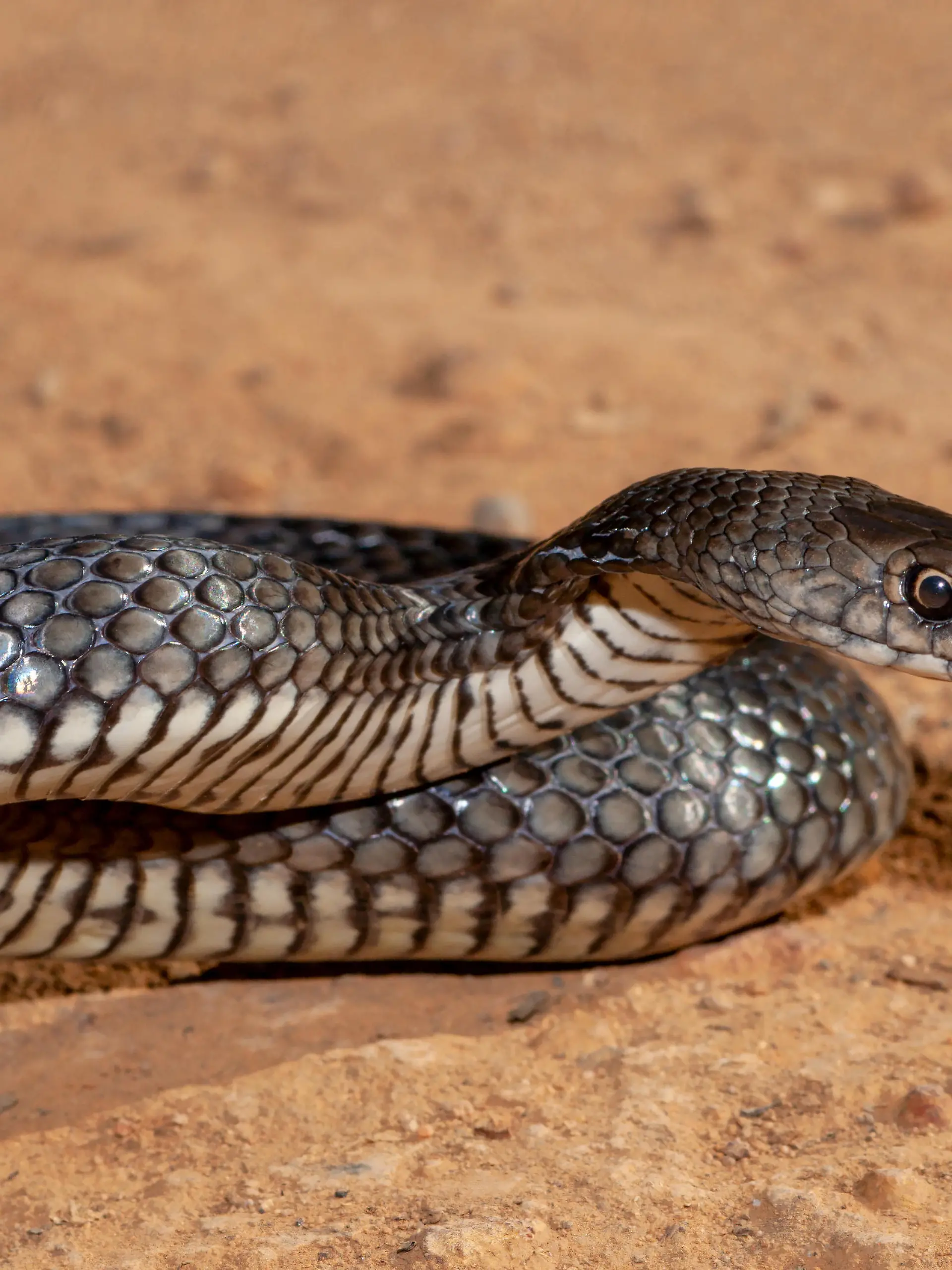 Eastern Brown Snake in striking position