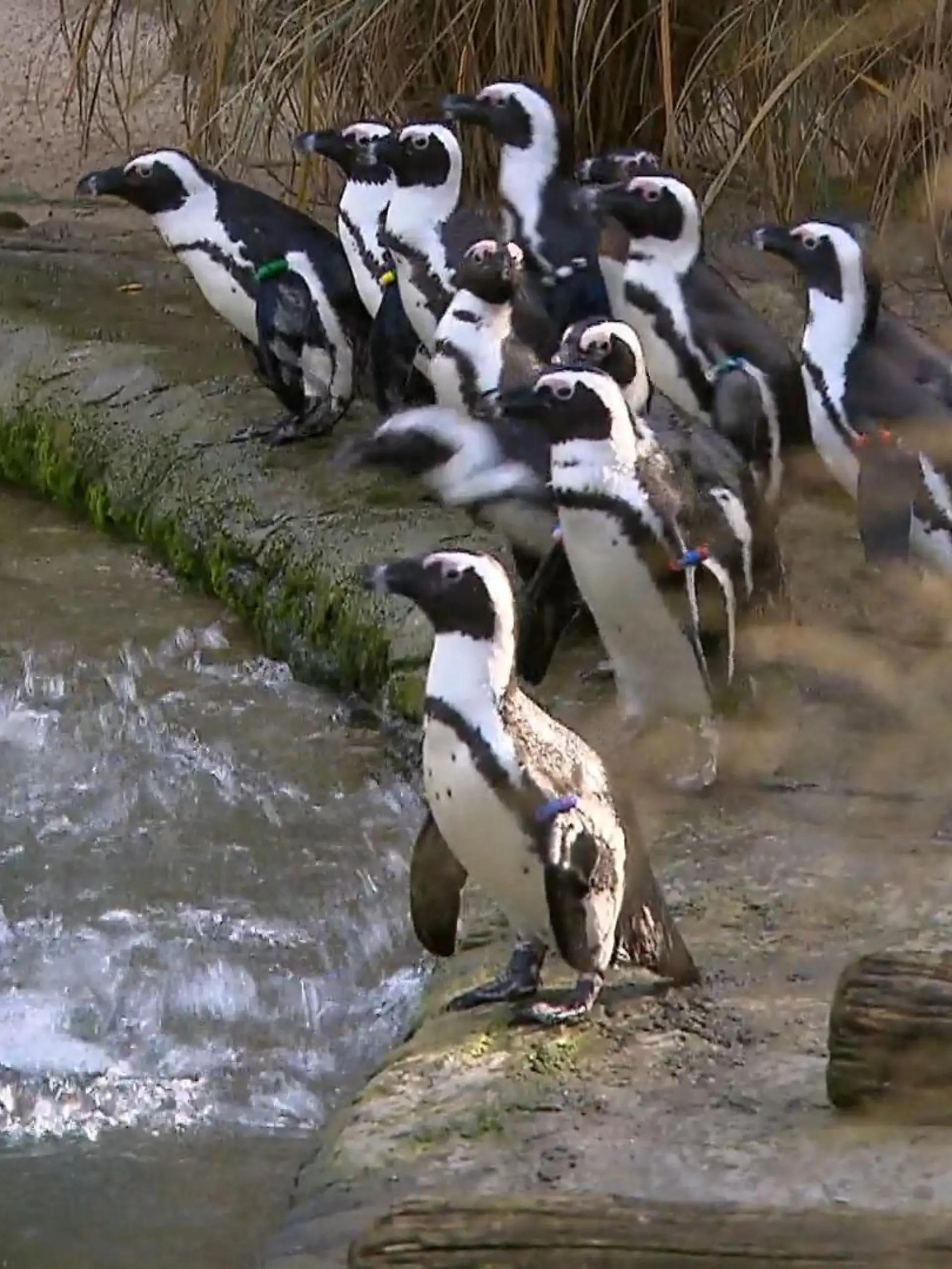 „Dieser Pinguin ist ein Kerl und heißt Rico!“ Das dachten die Tierpfleger in der Zoom Erlebniswelt Gelsenkirchen zuerst. Mittlerweile heißt das Tier aber FRAU Rico und stolze Mama ist sie auch. Ach, du dickes Ei!