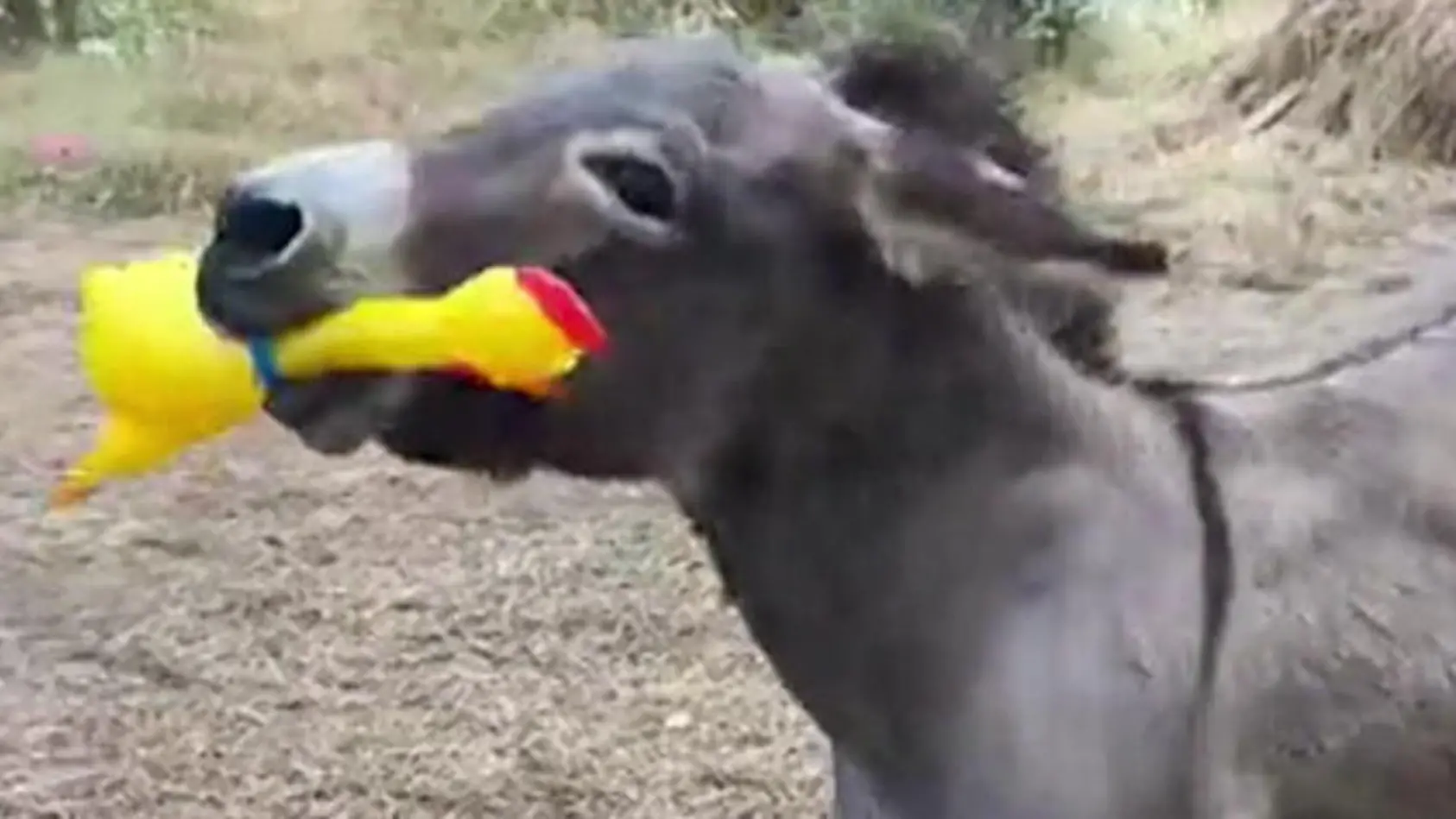 Esel musiziert mit Quietsche-Huhn