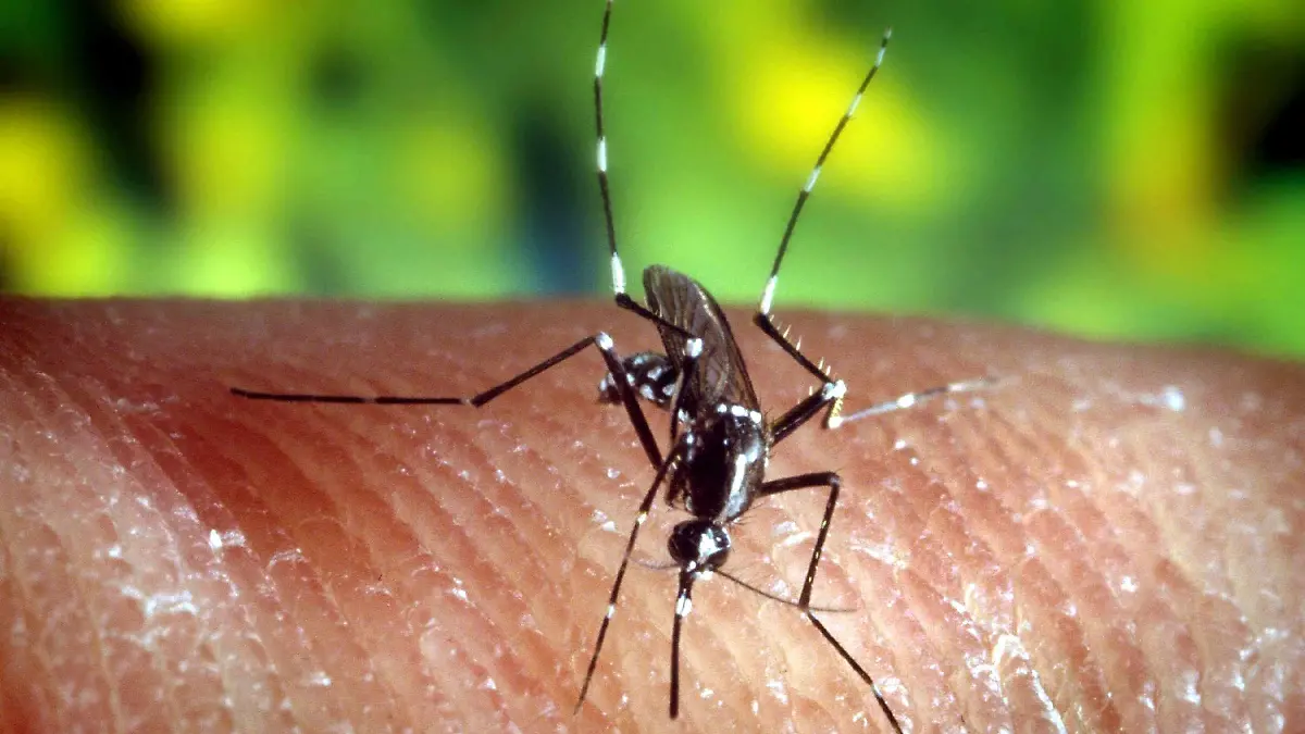 ARCHIV - Eine Steckmücke "Anopheles quadrimaculatus" (undatiertes Archivfoto). Im Kampf gegen Malaria, der tödlichsten Krankheit in Afrika, bekommen Bio-Waffen eine immer größere Bedeutung. Uganda will künftig Bakterien einsetzen, um die im Wasser schwimmenden Mückenlarven zu töten. Der Kampf gegen Malaria könne nicht allein mit Moskitonetzen und Medikamenten gewonnen werden, teilte das Insektenforschungsinstituts ICIPE in Nairobi mit. In Europa und Nordamerika sei Malaria auch vor allem deswegen ausgerottet worden, weil man die Mücken bekämpft habe, die den Erreger übertragen. (zu dpa-Korr. "Bakterien und Chrysanthemen als Biowaffen im Kampf gegen Malaria" vom 10.10.2006) +++(c) dpa - Bildfunk+++