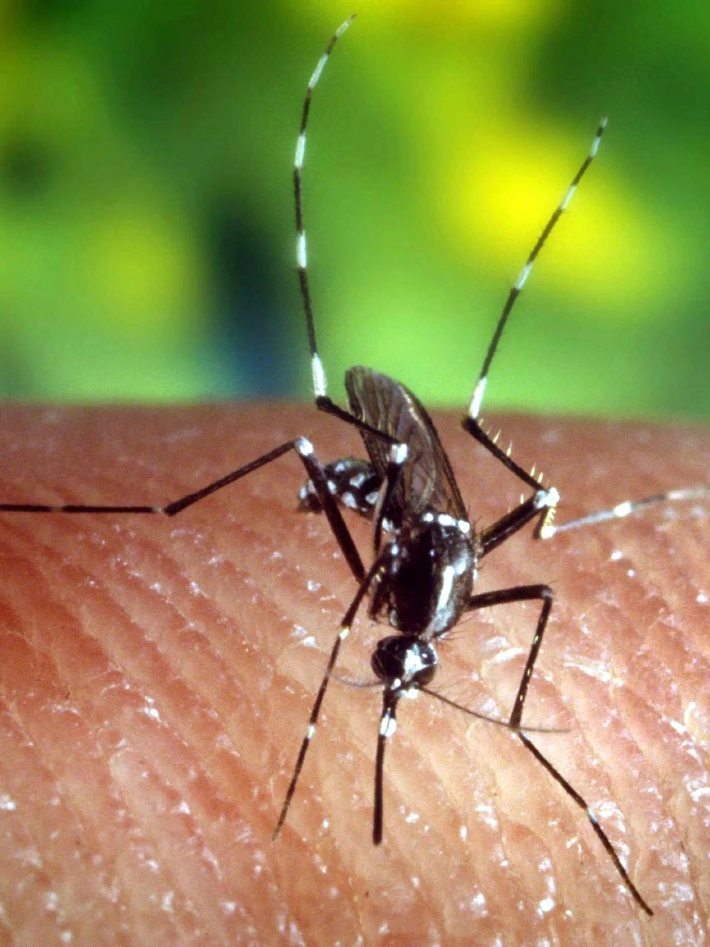 ARCHIV - Eine Steckmücke "Anopheles quadrimaculatus" (undatiertes Archivfoto). Im Kampf gegen Malaria, der tödlichsten Krankheit in Afrika, bekommen Bio-Waffen eine immer größere Bedeutung. Uganda will künftig Bakterien einsetzen, um die im Wasser schwimmenden Mückenlarven zu töten. Der Kampf gegen Malaria könne nicht allein mit Moskitonetzen und Medikamenten gewonnen werden, teilte das Insektenforschungsinstituts ICIPE in Nairobi mit. In Europa und Nordamerika sei Malaria auch vor allem deswegen ausgerottet worden, weil man die Mücken bekämpft habe, die den Erreger übertragen. (zu dpa-Korr. "Bakterien und Chrysanthemen als Biowaffen im Kampf gegen Malaria" vom 10.10.2006) +++(c) dpa - Bildfunk+++