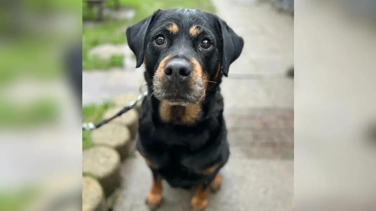 Püppi aus dem Tierheim Flensburg sucht ein neues Zuhause.