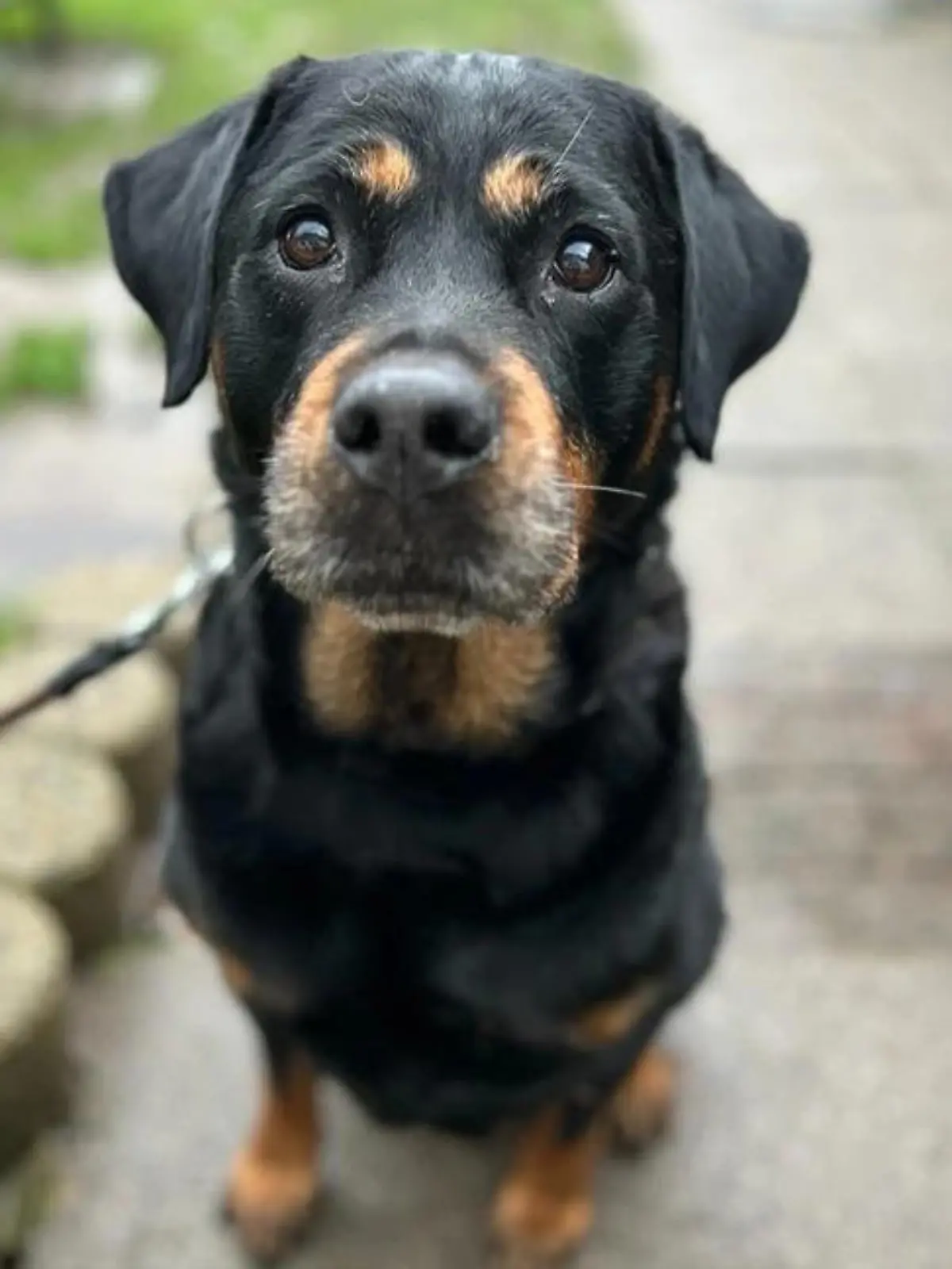 Püppi aus dem Tierheim Flensburg sucht ein neues Zuhause.