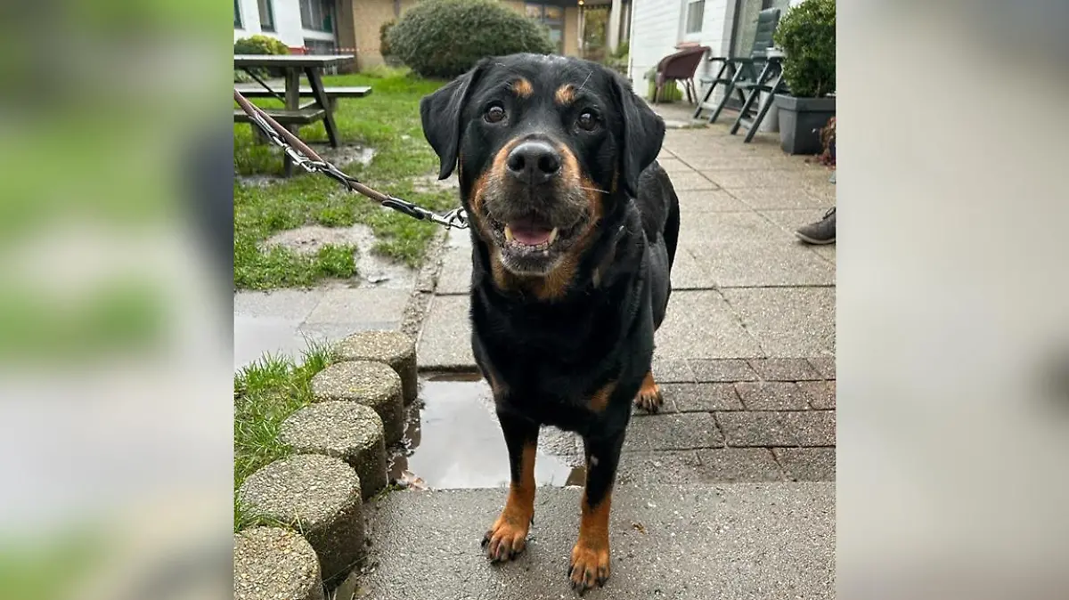 Püppi aus dem Tierheim Flensburg sucht ein neues Zuhause.