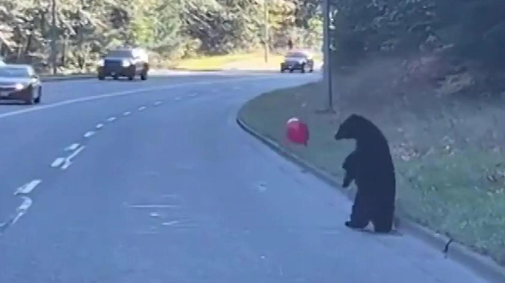 Bärenjunges hält gesamten Verkehr auf