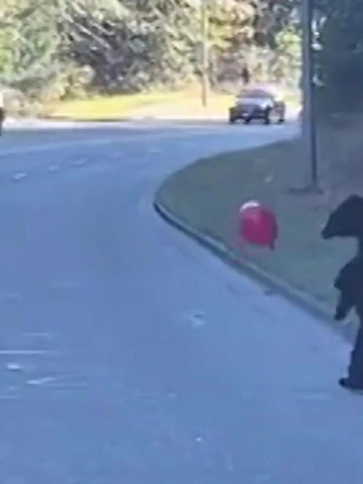 Ein Bärenjunges hält auf dem Highway in Kanada plötzlich den Verkehr auf – nur um mit einem Luftballon zu spielen. Süßer geht's nimmer.
