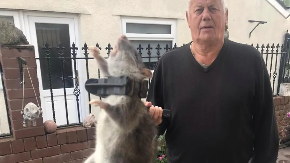 PIC FROM Kennedy News and Media (PICTURED: DEREK BLAMIRE, 82, WIELDING A LITTER PICKER WITH THE MONSTER RAT IN ITS CLAW) A great-grandad at war with rats who terrorise his garden and swipe his bird feed caught one of the giant 18-inch beasts - that he claims was the 'size of a newborn BABY'. Derek Blamire has been battling the giant hairy vermin that have streamed into his back garden from open spare land near his home for the last seven years. The 82-year-old, from Blackburn, Lancashire, temporarily stops feeding the birds to lure the 'crafty' critters back and eventually catch them in poisoned traps, having caught 50 of them in the last few years. DISCLAIMER: While Kennedy News and Media uses its best endeavours to establish the copyright and authenticity of all pictures supplied, it accepts no liability for any damage, loss or legal action caused by the use of images supplied and the publication of images is solely at your discretion. SEE KENNEDY NEWS COPY - 0161 697 4266