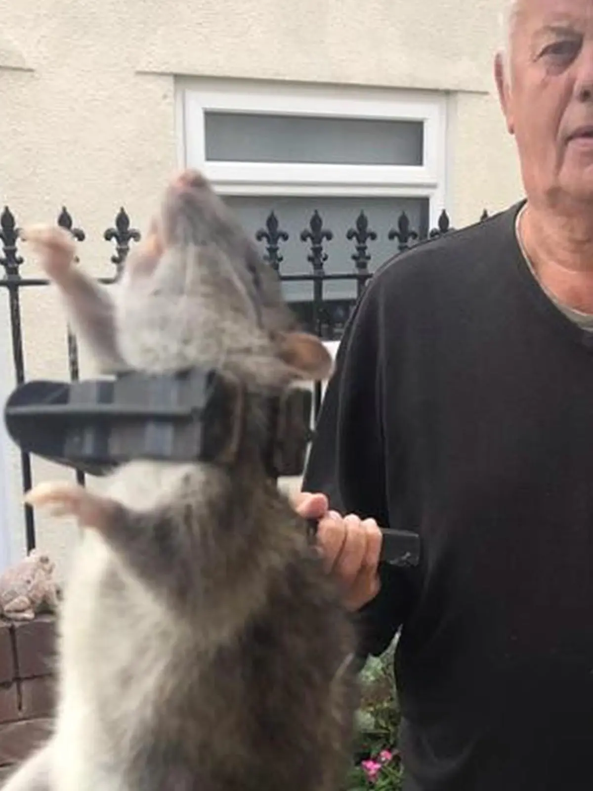 PIC FROM Kennedy News and Media (PICTURED: DEREK BLAMIRE, 82, WIELDING A LITTER PICKER WITH THE MONSTER RAT IN ITS CLAW) A great-grandad at war with rats who terrorise his garden and swipe his bird feed caught one of the giant 18-inch beasts - that he claims was the 'size of a newborn BABY'. Derek Blamire has been battling the giant hairy vermin that have streamed into his back garden from open spare land near his home for the last seven years. The 82-year-old, from Blackburn, Lancashire, temporarily stops feeding the birds to lure the 'crafty' critters back and eventually catch them in poisoned traps, having caught 50 of them in the last few years. DISCLAIMER: While Kennedy News and Media uses its best endeavours to establish the copyright and authenticity of all pictures supplied, it accepts no liability for any damage, loss or legal action caused by the use of images supplied and the publication of images is solely at your discretion. SEE KENNEDY NEWS COPY - 0161 697 4266