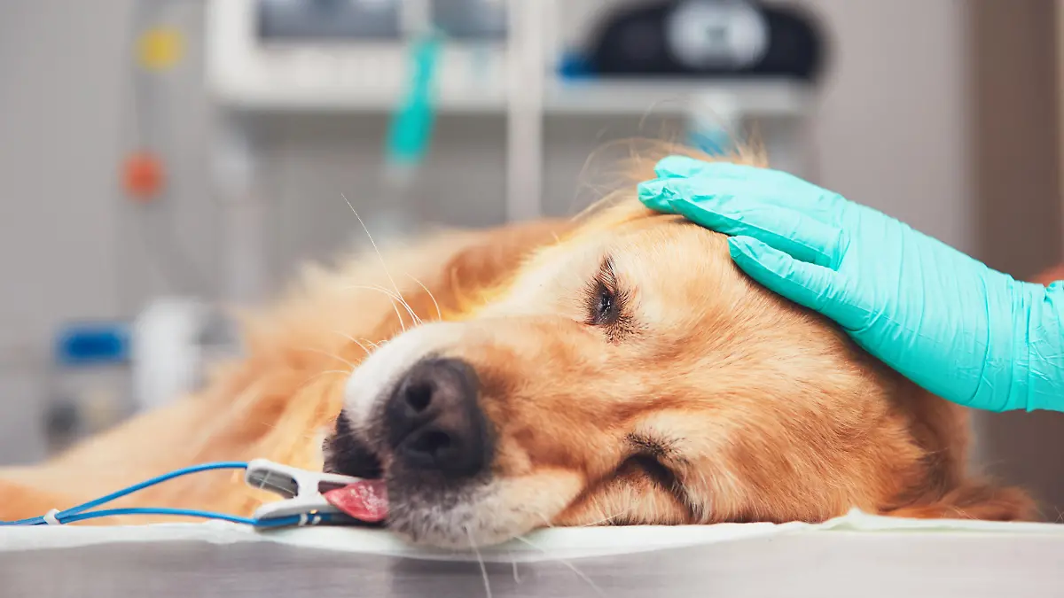 Dog in the animal hospital. Golden retriever lying on the operating room before surgery.