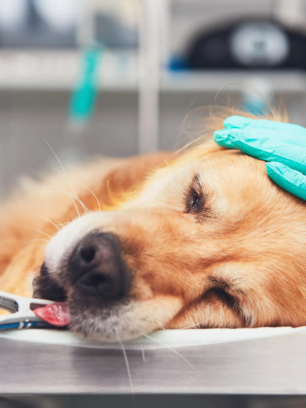 Dog in the animal hospital. Golden retriever lying on the operating room before surgery.