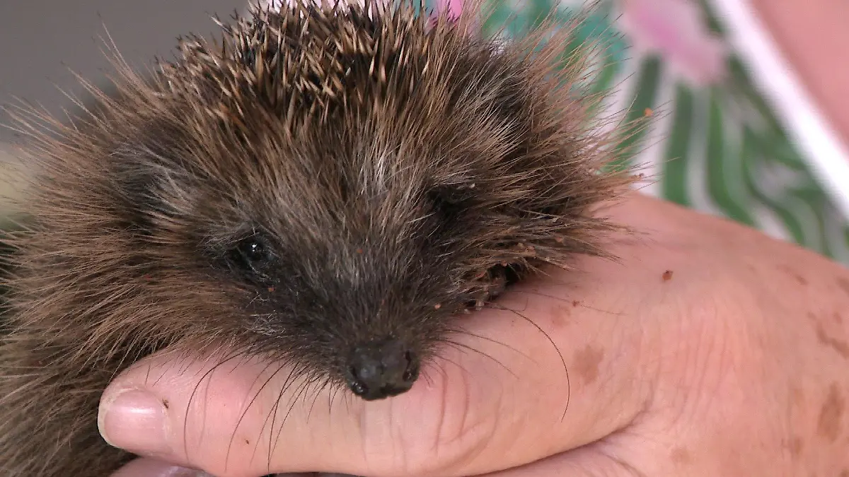 Dieser kleine Igel wird bei Marita Gölnitz wieder aufgepäppelt.