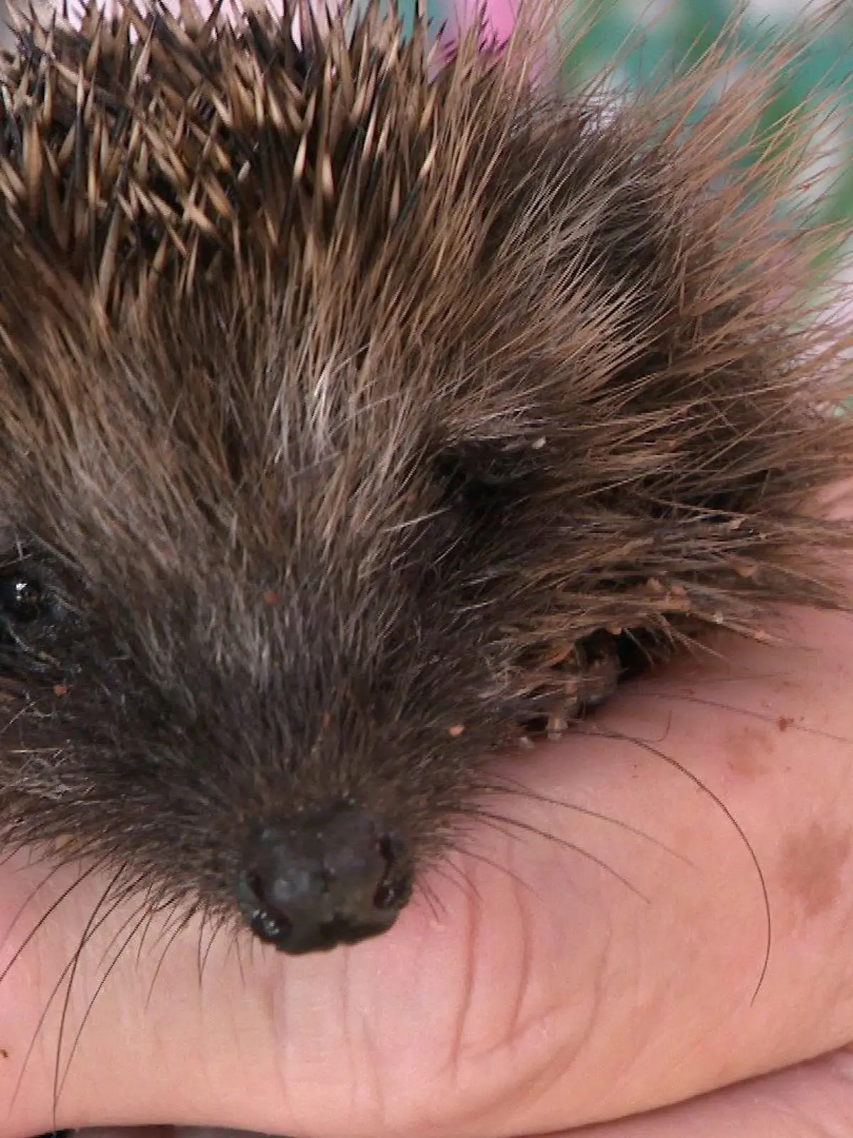 Dieser kleine Igel wird bei Marita Gölnitz wieder aufgepäppelt.