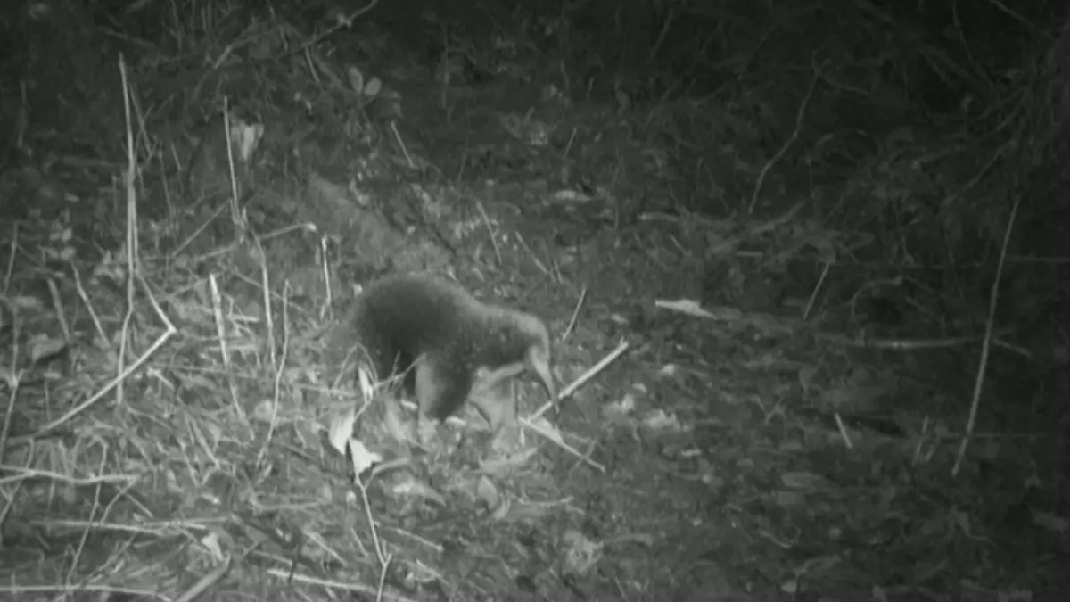 Dieser Attenborough-Langschnabeligel lief Forschern in Indonesien vor die Kamera.