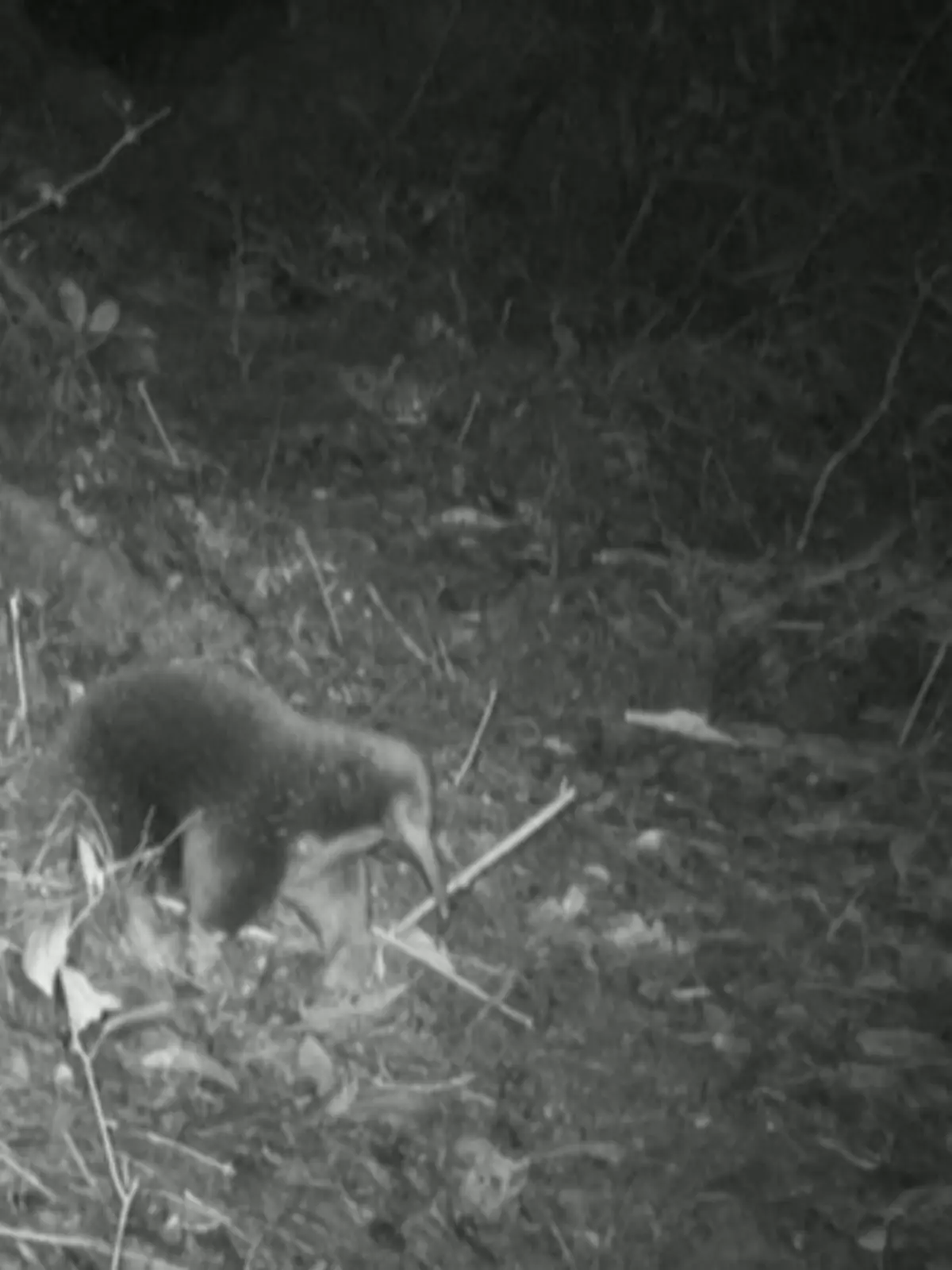 Dieser Attenborough-Langschnabeligel lief Forschern in Indonesien vor die Kamera.