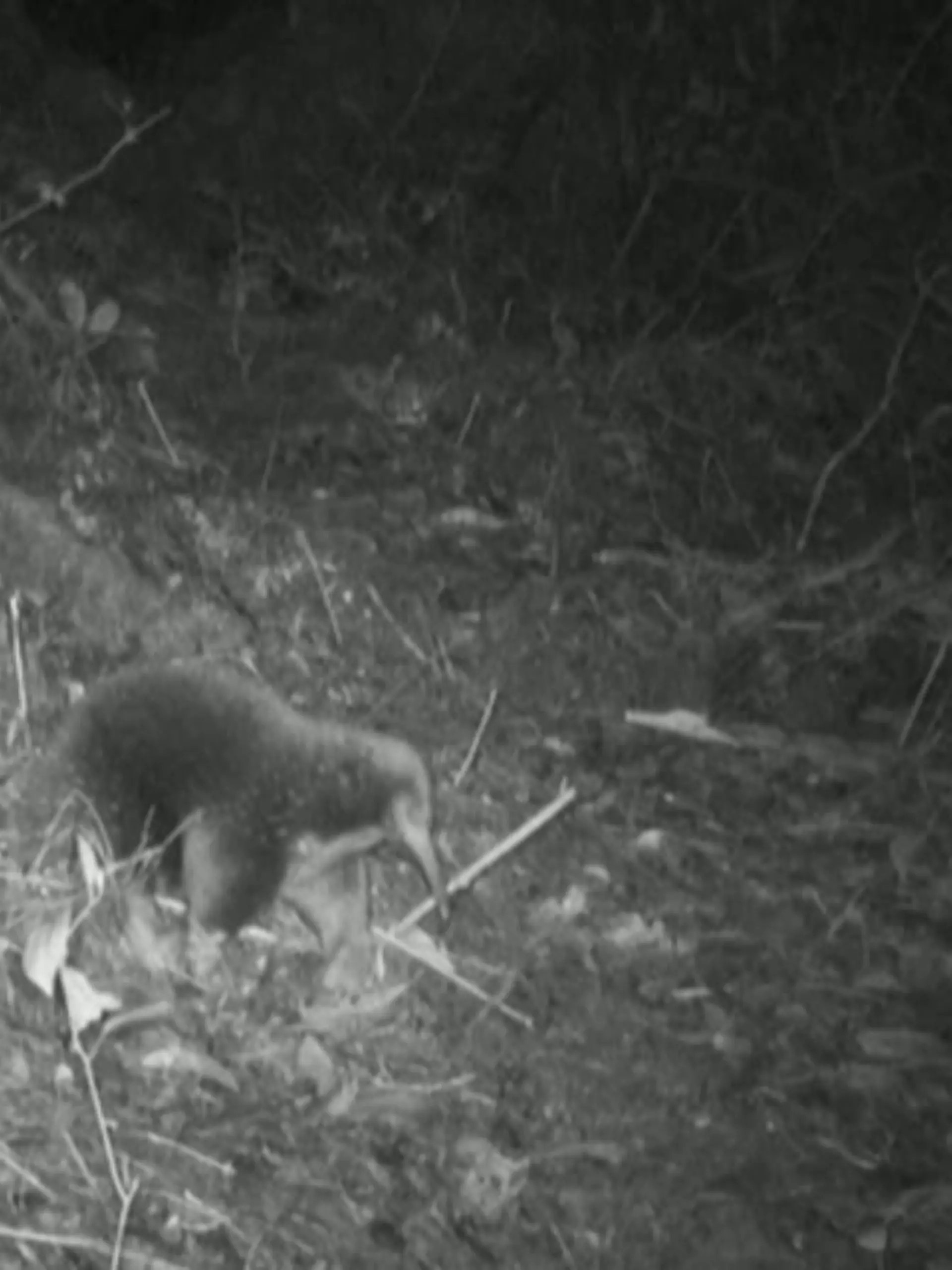 Dieser Attenborough-Langschnabeligel lief Forschern in Indonesien vor die Kamera.