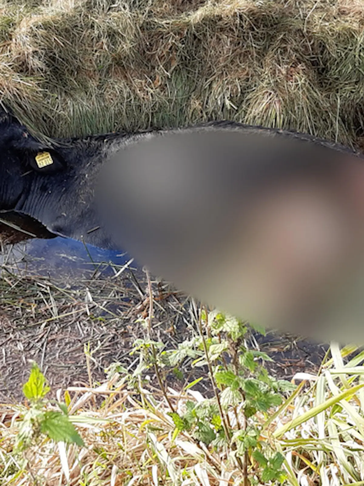 Ein Rind wurde womöglich von einem Wolf gerissen.