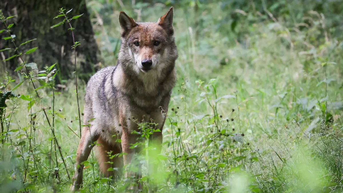 ARCHIV - 12.07.2023, Schleswig-Holstein, Eekholt: Eine ausgewachsener weiblicher Wolf steht in seinem Gehege im Tierpark. (Zu dpa "Wolfsangriffe in der Rhön - BUND fordert Herdenschutzinitiative") Foto: Christian Charisius/dpa +++ dpa-Bildfunk +++