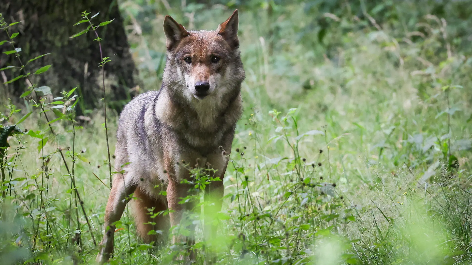 ARCHIV - 12.07.2023, Schleswig-Holstein, Eekholt: Eine ausgewachsener weiblicher Wolf steht in seinem Gehege im Tierpark. (Zu dpa "Wolfsangriffe in der Rhön - BUND fordert Herdenschutzinitiative") Foto: Christian Charisius/dpa +++ dpa-Bildfunk +++