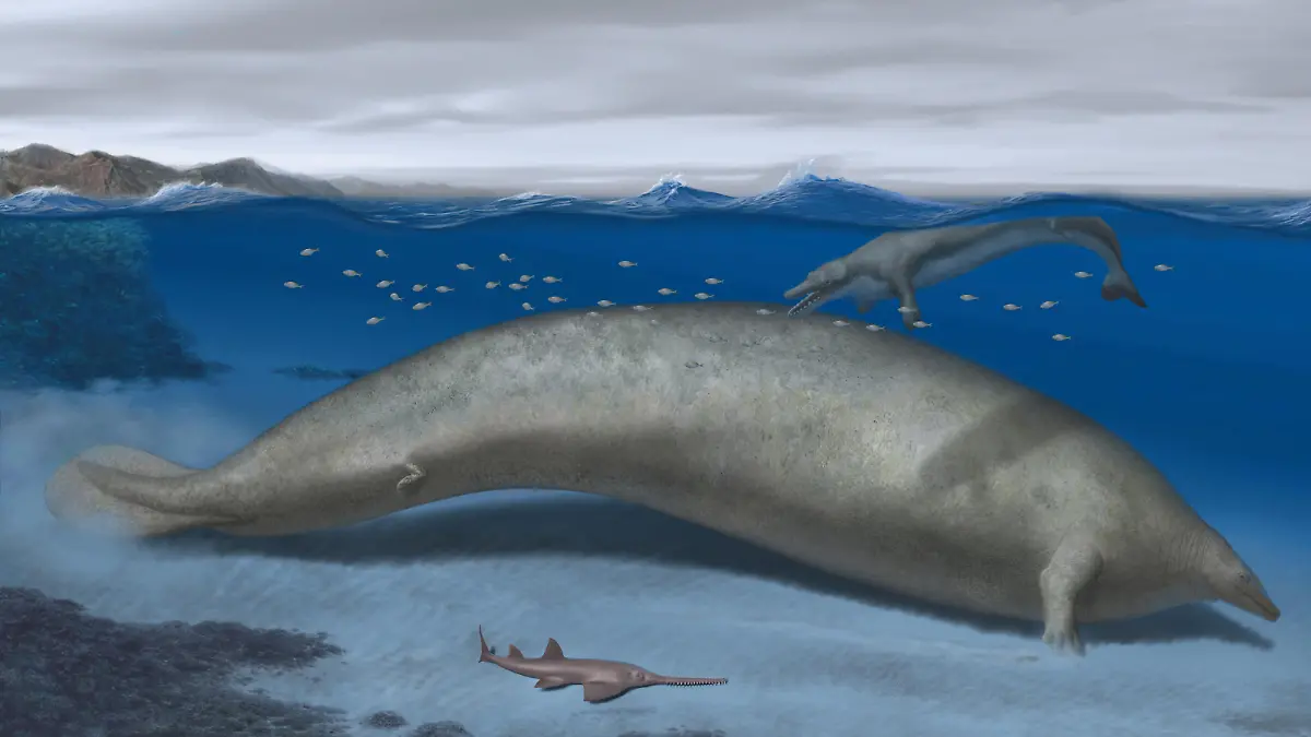 Perucetus colossus, an early whale from Peru that lived about 38-40 million years ago, a marine mammal built somewhat like a manatee that may have exceeded the mass of the blue whale, long considered the heftiest animal on record, is seen in an undated artist's rendition. Also pictured are a sawfish and another early whale, Supayacetus. Alberto Gennari/Handout via REUTERS THIS IMAGE HAS BEEN SUPPLIED BY A THIRD PARTY NO RESALES. NO ARCHIVES
