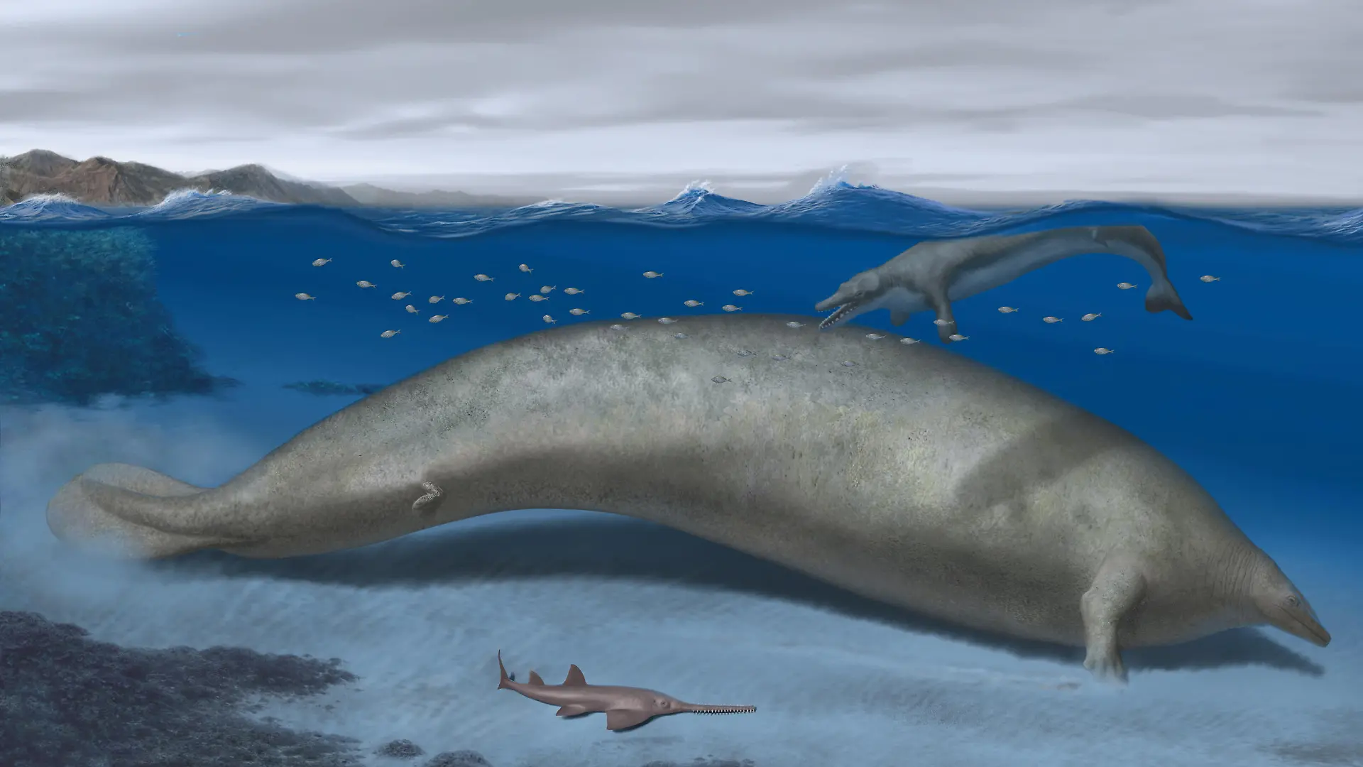 Perucetus colossus, an early whale from Peru that lived about 38-40 million years ago, a marine mammal built somewhat like a manatee that may have exceeded the mass of the blue whale, long considered the heftiest animal on record, is seen in an undated artist's rendition. Also pictured are a sawfish and another early whale, Supayacetus. Alberto Gennari/Handout via REUTERS THIS IMAGE HAS BEEN SUPPLIED BY A THIRD PARTY NO RESALES. NO ARCHIVES