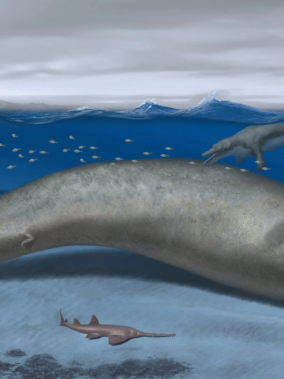 Perucetus colossus, an early whale from Peru that lived about 38-40 million years ago, a marine mammal built somewhat like a manatee that may have exceeded the mass of the blue whale, long considered the heftiest animal on record, is seen in an undated artist's rendition. Also pictured are a sawfish and another early whale, Supayacetus. Alberto Gennari/Handout via REUTERS    THIS IMAGE HAS BEEN SUPPLIED BY A THIRD PARTY NO RESALES. NO ARCHIVES