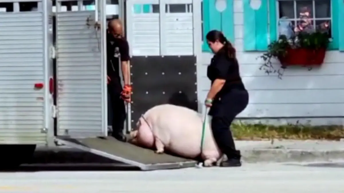 Schwein "Kotelett" wird von zwei Polizisten abgeführt