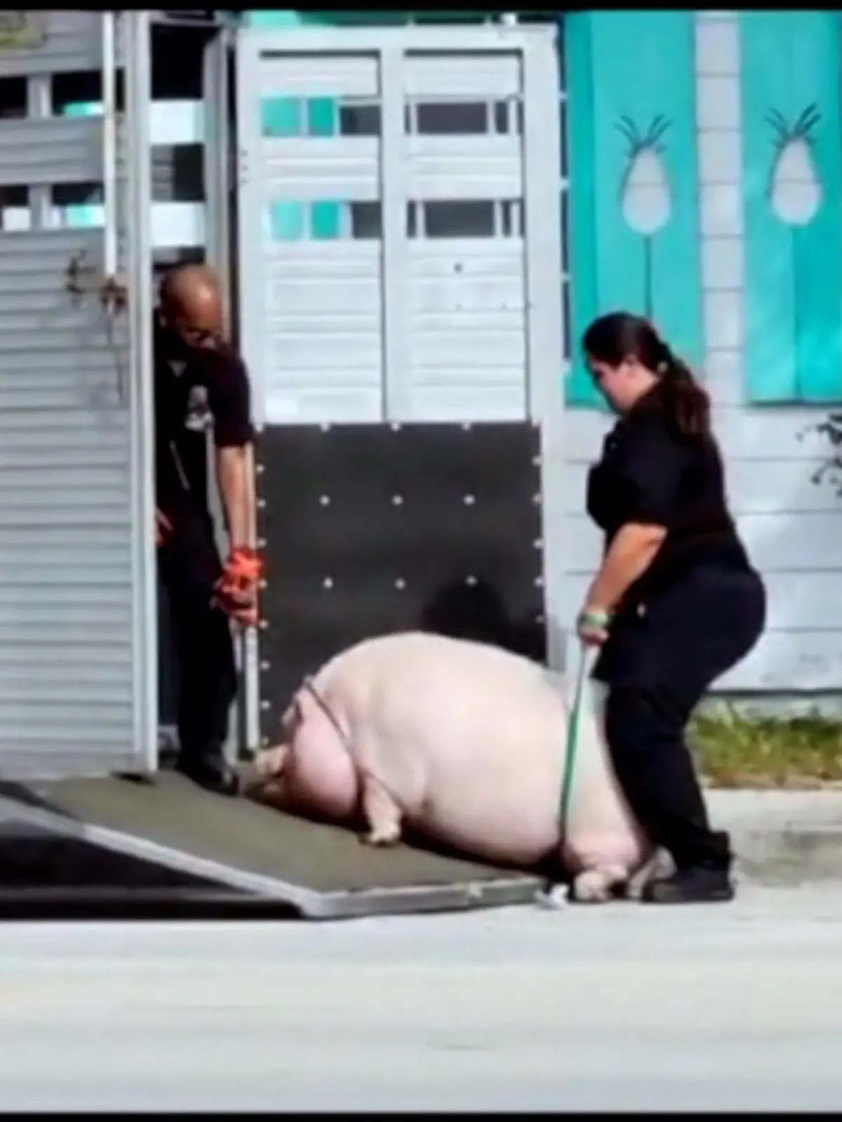 Schwein "Kotelett" wird von zwei Polizisten abgeführt