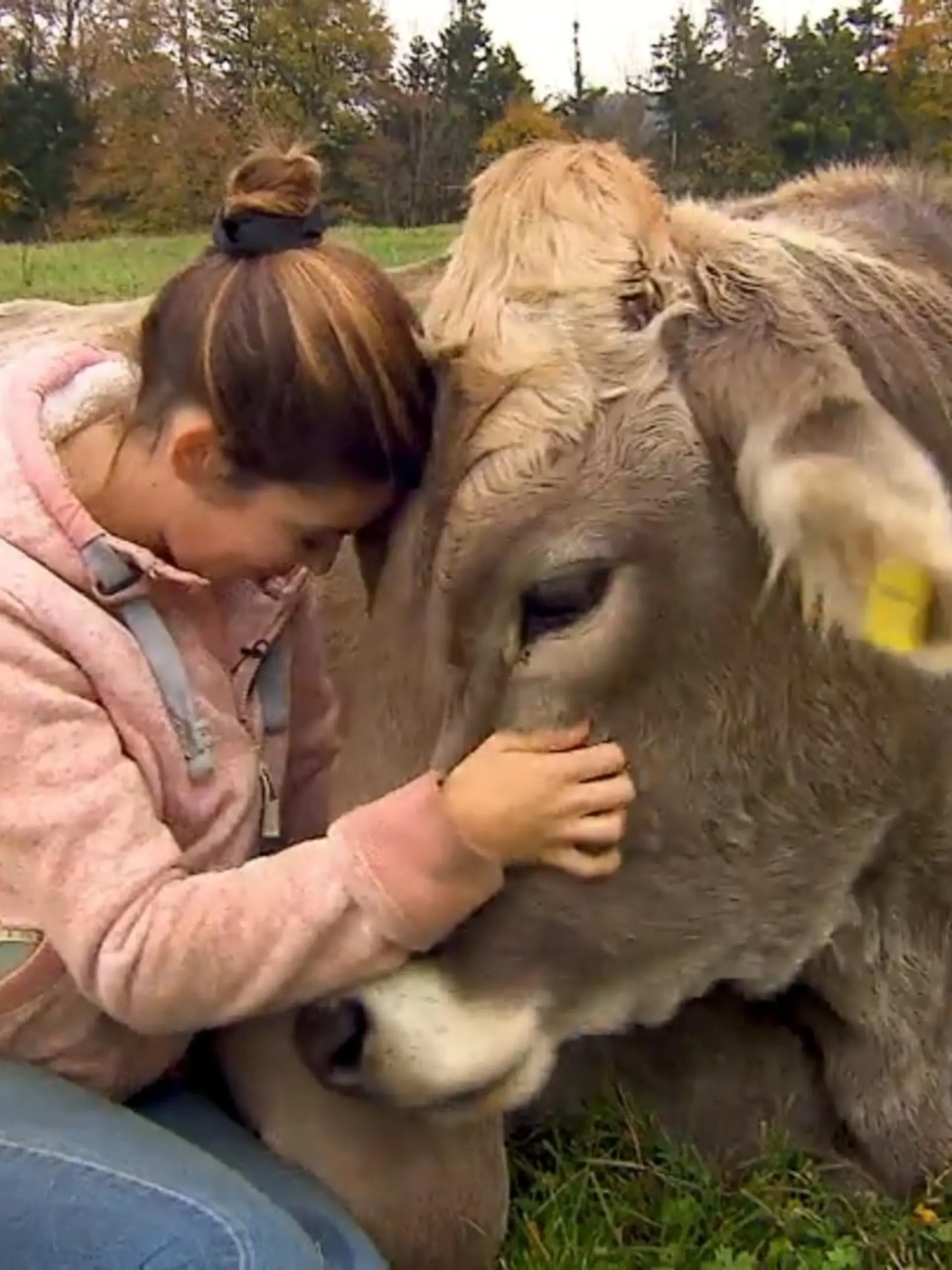 Bild zu: "Frau will Handtasche - und kauft Kalb"