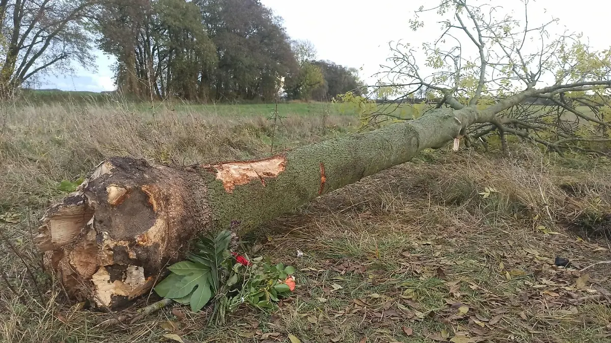 Kerzen und Blumen stehen neben dem kaputten Baumstamm, dort wo sich der tödliche Unfall ereignet hat.